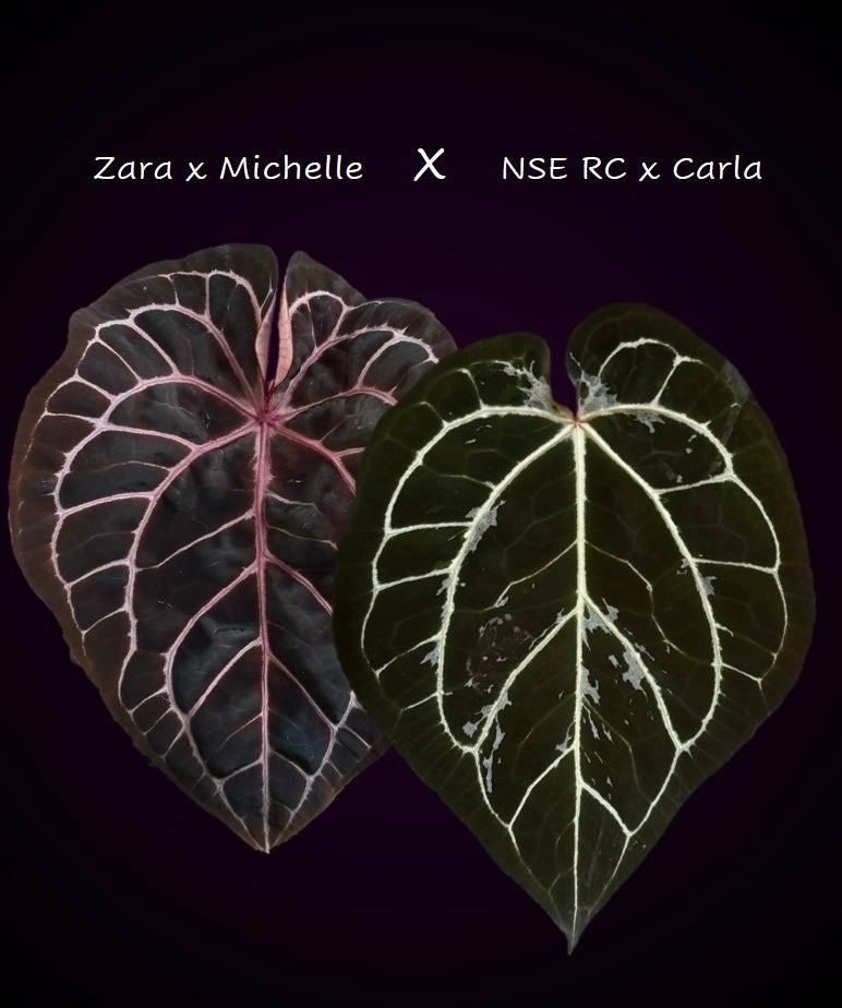 Anthurium (ZxM) x  (NSE Red Crystallinum x Carlablackiae)