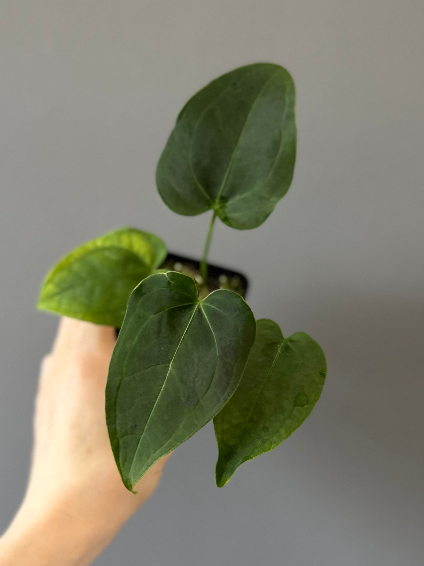 Anthurium Queen of Hearts x Besseae aff. OR forgetii (nordicplantdiary)