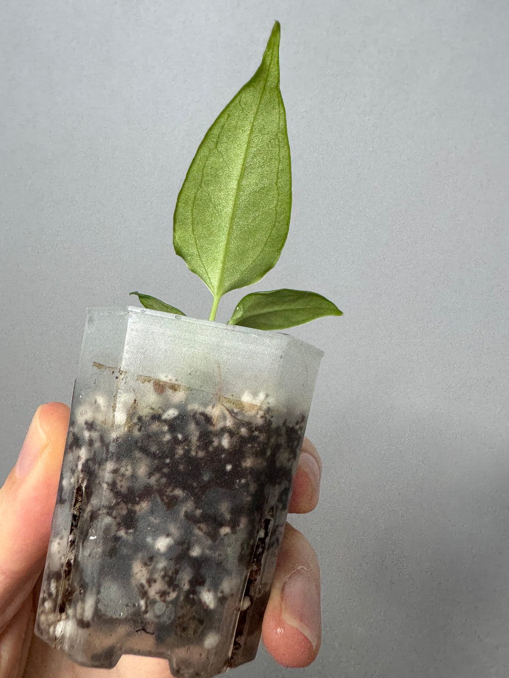Anthurium (CrystallimumX x Indo portillae) x (D&H x RVC)