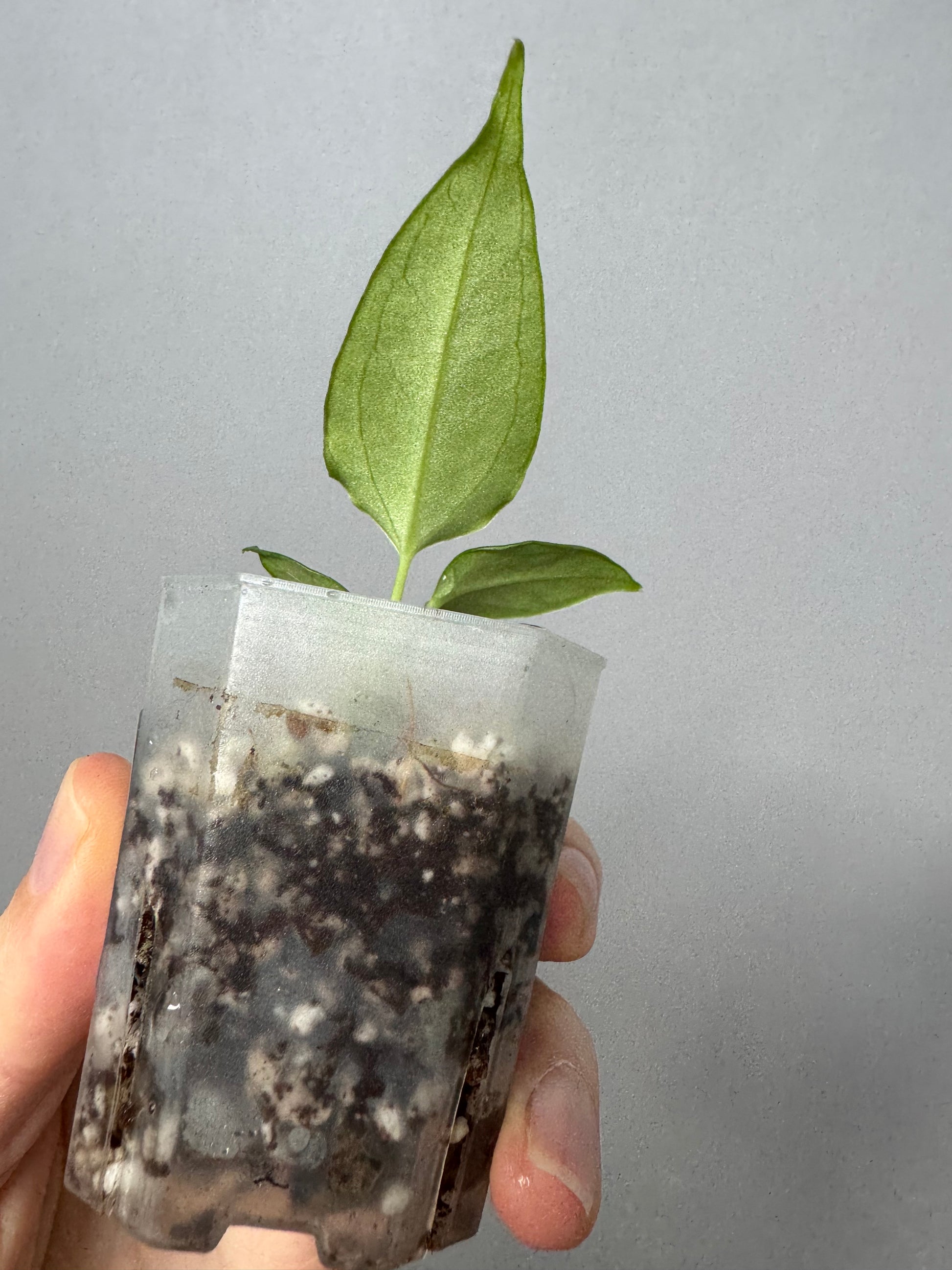 Anthurium (CrystallimumX x Indo portillae) x (D&H x RVC)