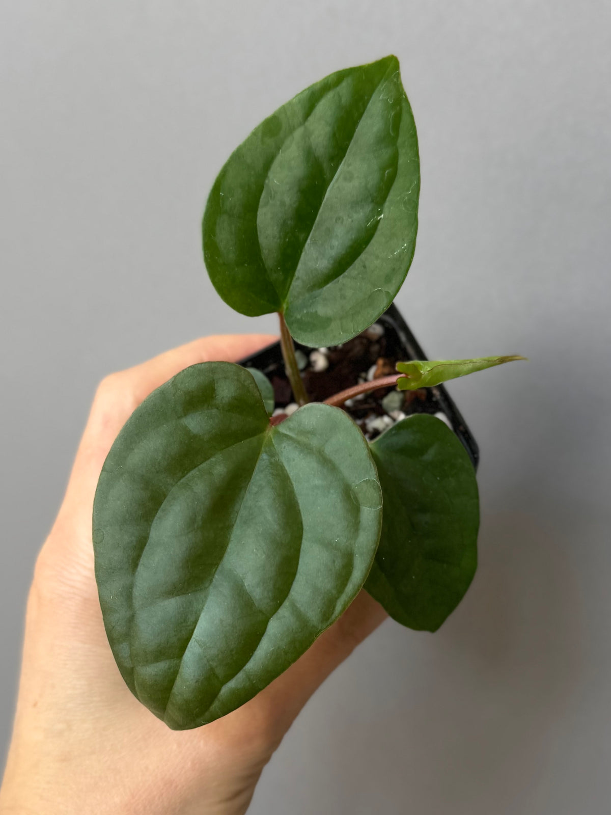 Anthurium Besseae aff. x luxurians