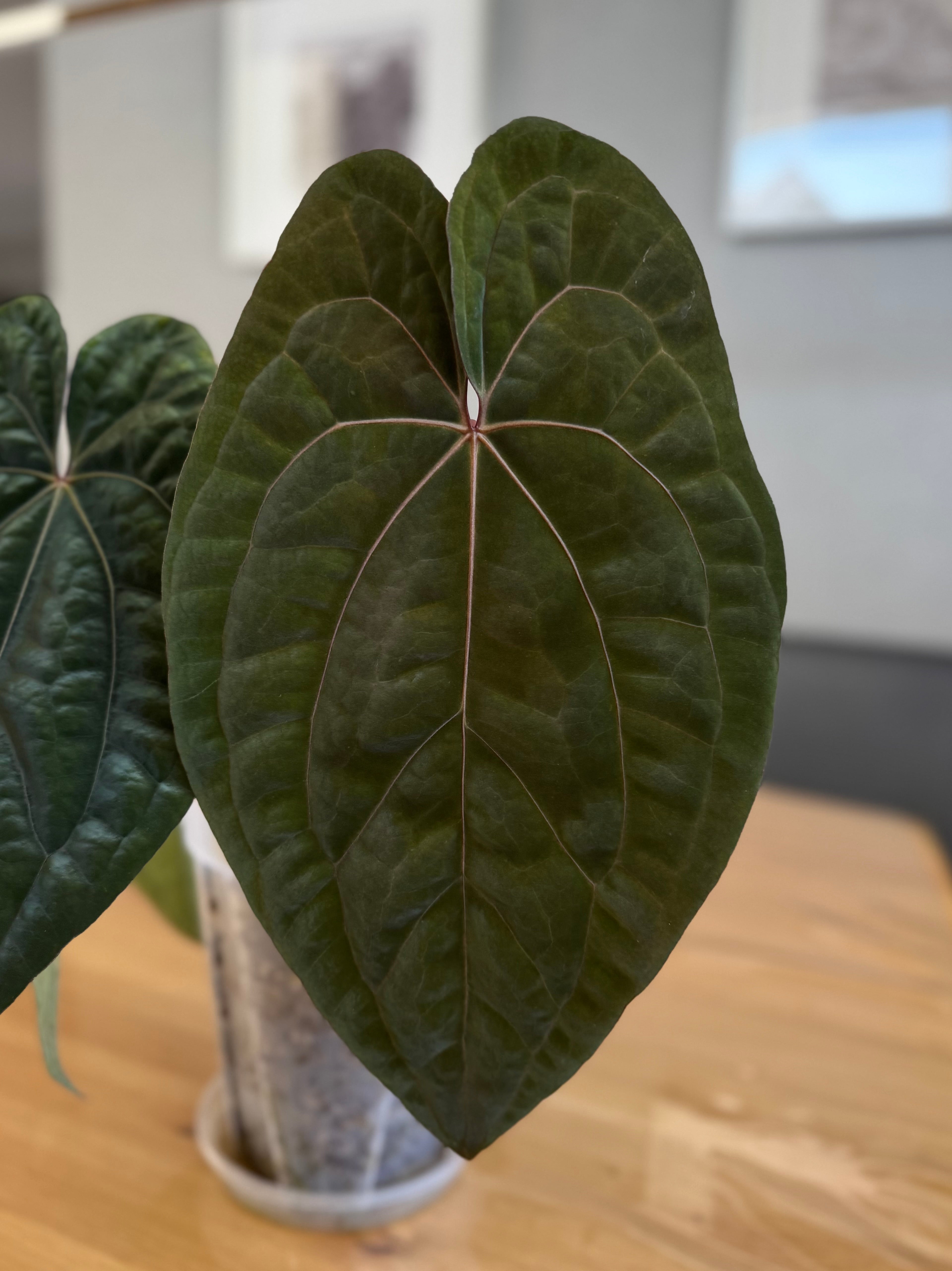 Anthurium (AOS x forgetii) x RVDP Clone - one leafer