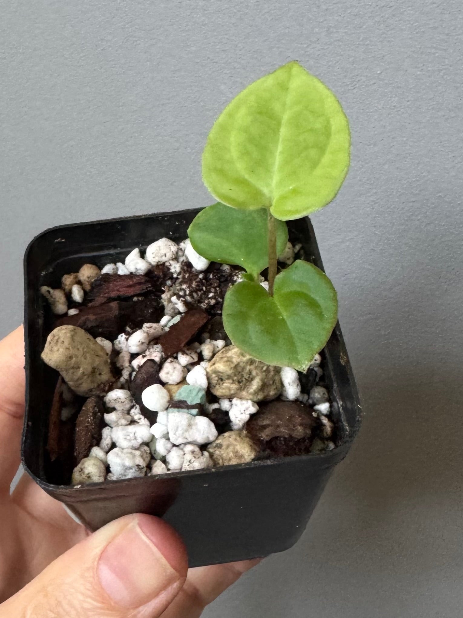 Anthurium Besseae aff. (#4)
