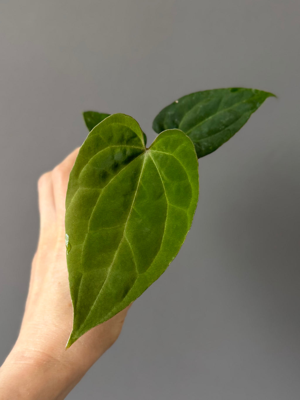 Anthurium Tezula AOS df x BVEP neon (Sarah/botanophile)