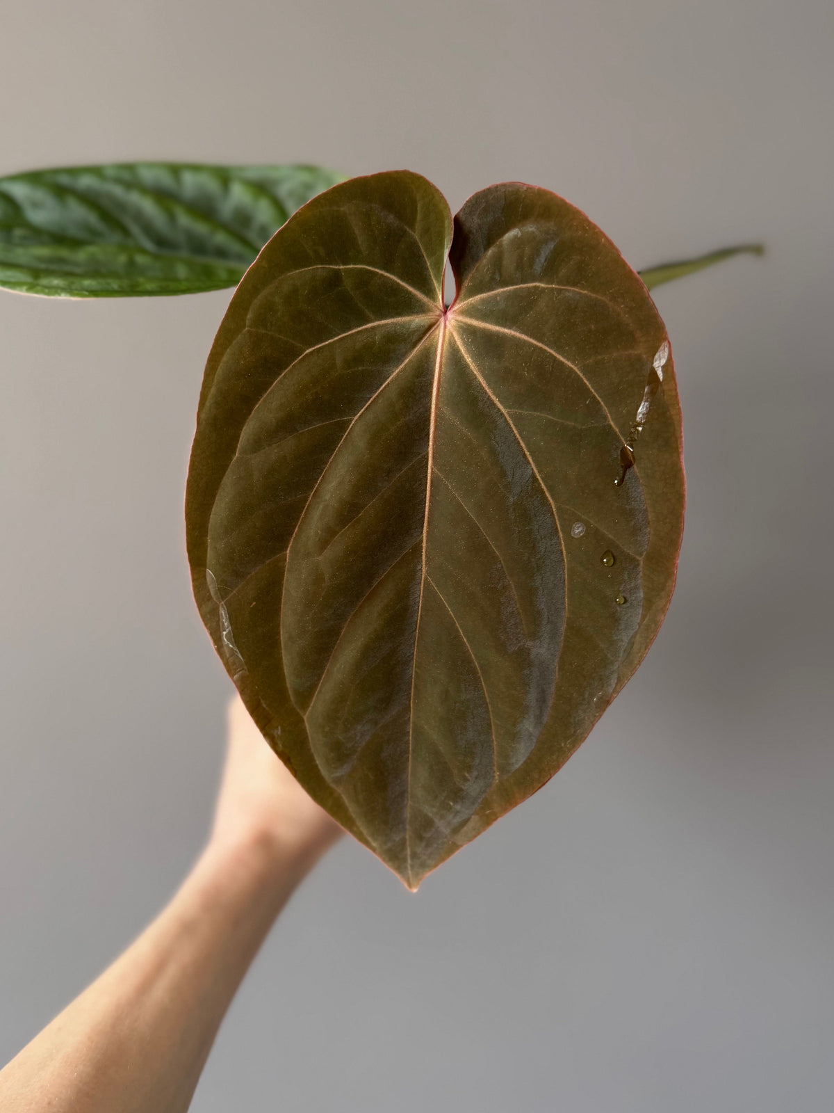 Anthurium BVEP round x RA1 ,P1’ x (Carlablackiae x BVEP) by greenyfeathers