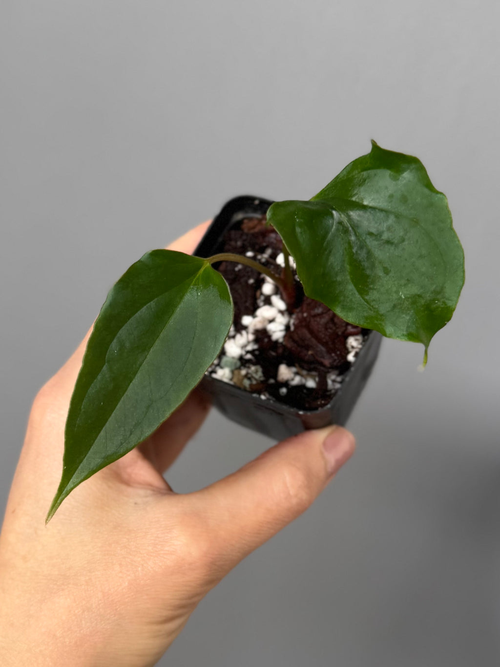 Anthurium Subsignatum Velvet x Ralph Lynam clone (#1) (by mathiuxaroid)