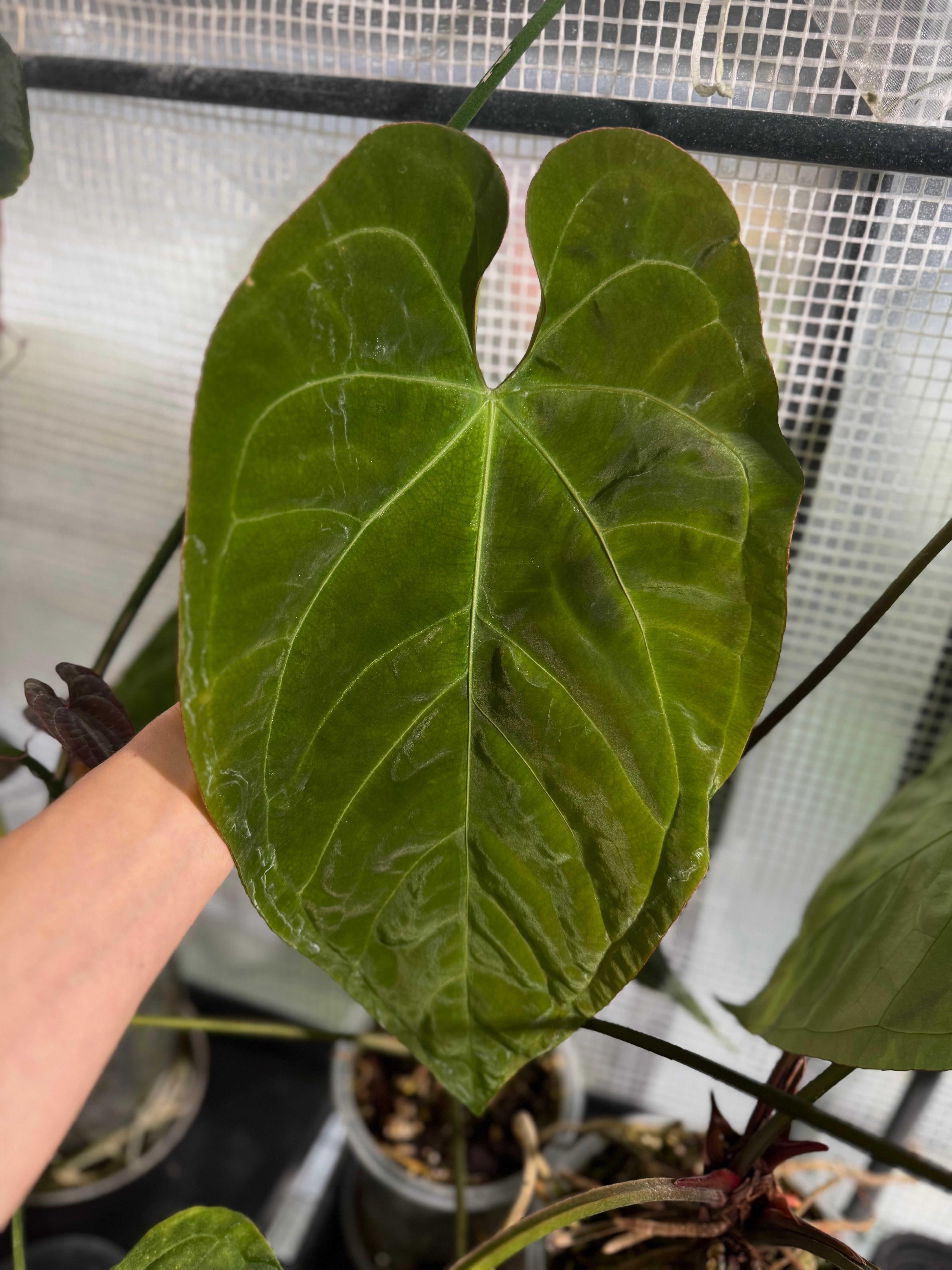 Anthurium (SKG Pink Lemonade x Papillilaminum (long x long bullate