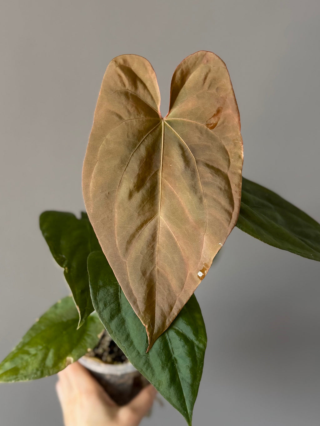 Anthurium sp Nov DF x BVEP OG1 (by anthurium.aura)