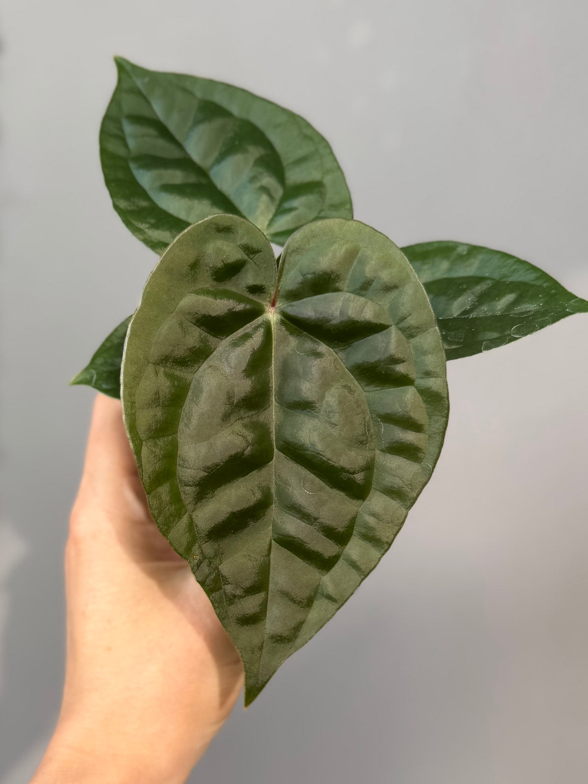 Anthurium ZxM x luxurians