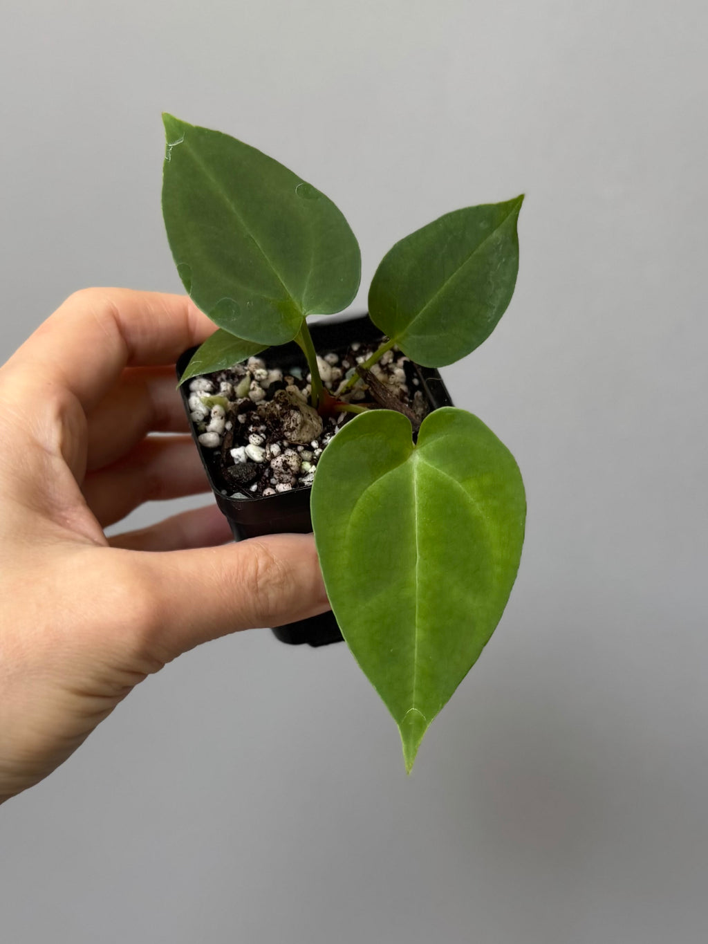 Anthurium (MagCrystal x NoID) x Papillilaminum