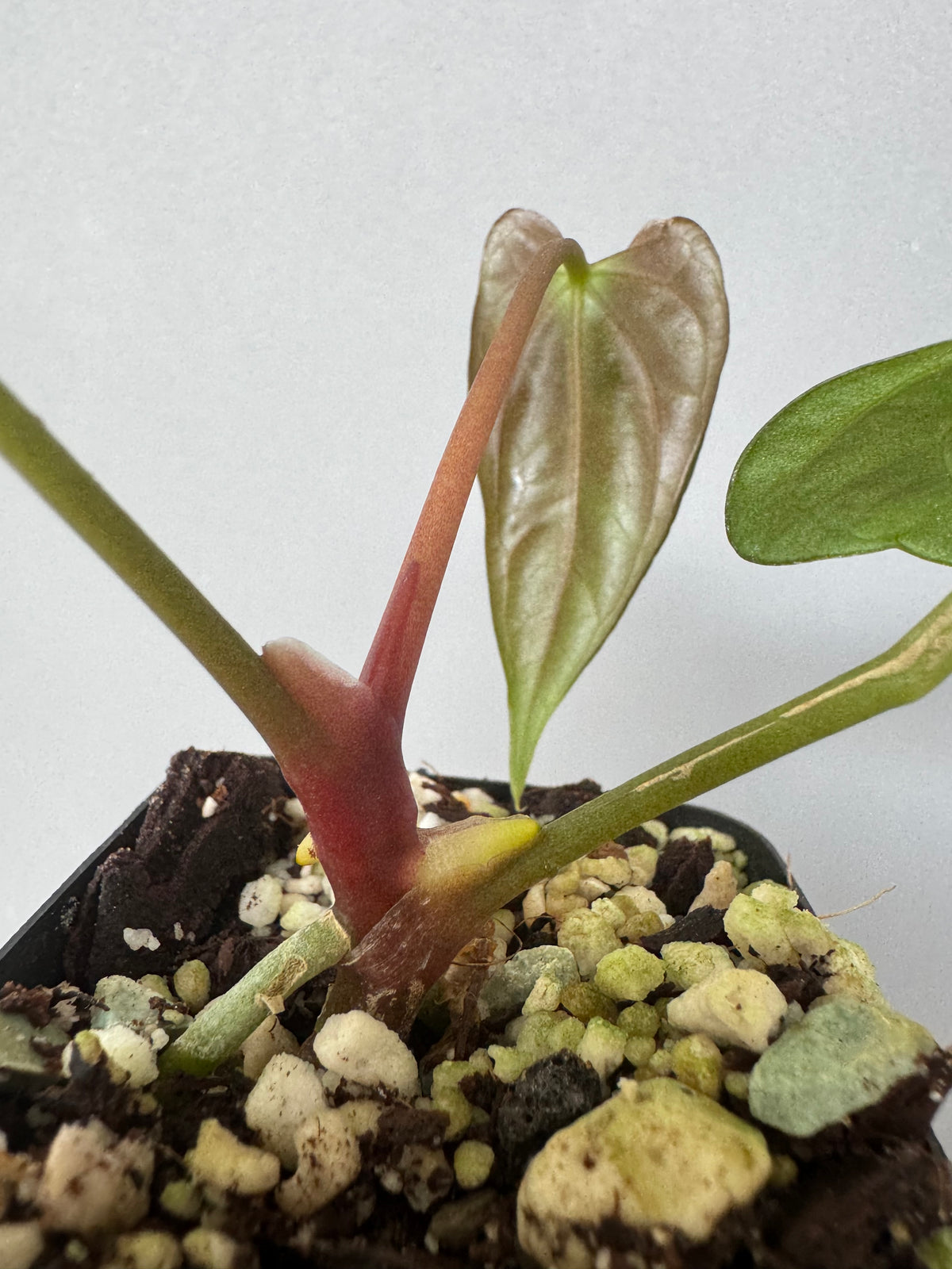 Anthurium (NoID x Papi Indo #2) x  (NoID x Papi Indo #1)