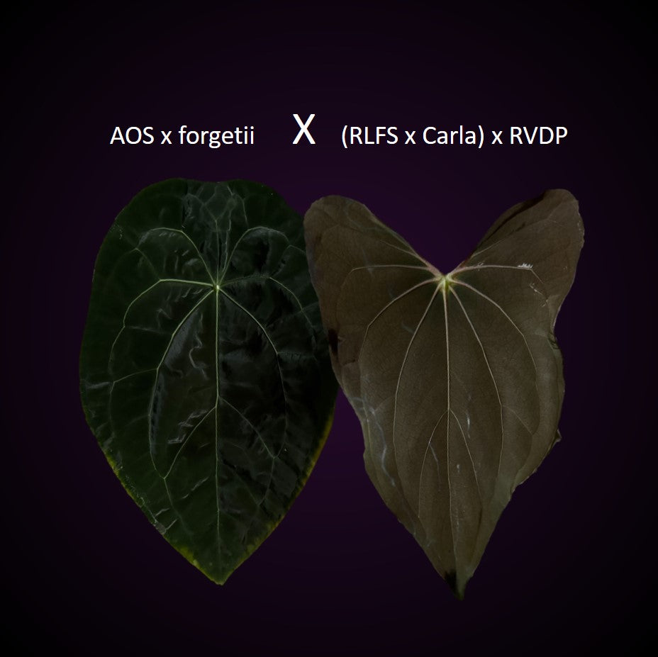 *NEW* Anthurium (AOS x forgetii) x ((RLFS x Carla) x RVDP) - gekeimte Seeds