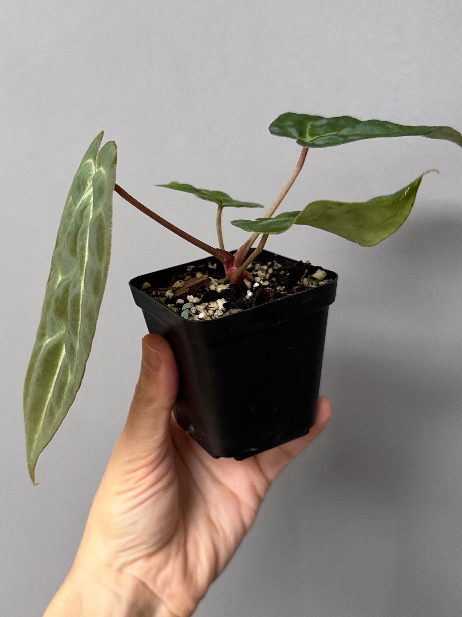 Besseae aff. x M - Plant C