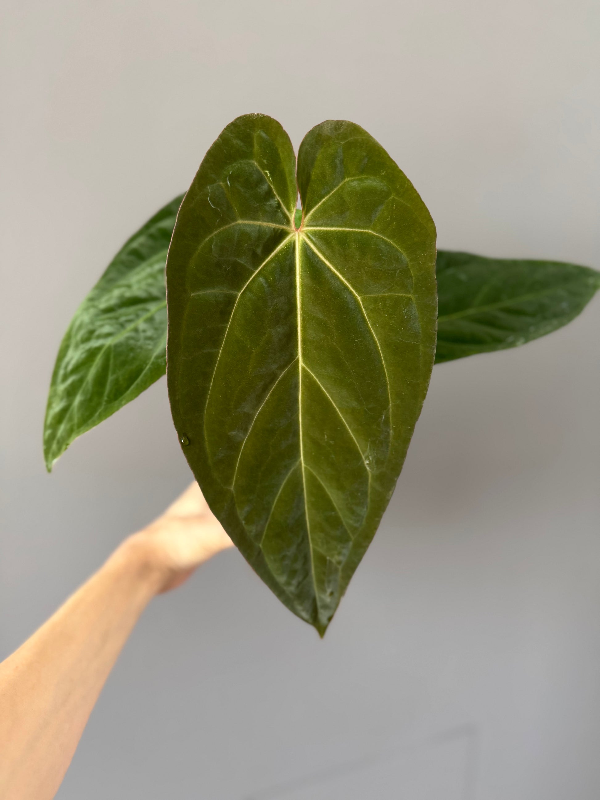 Anthurium magnificum x BVEP OG1 (#1)