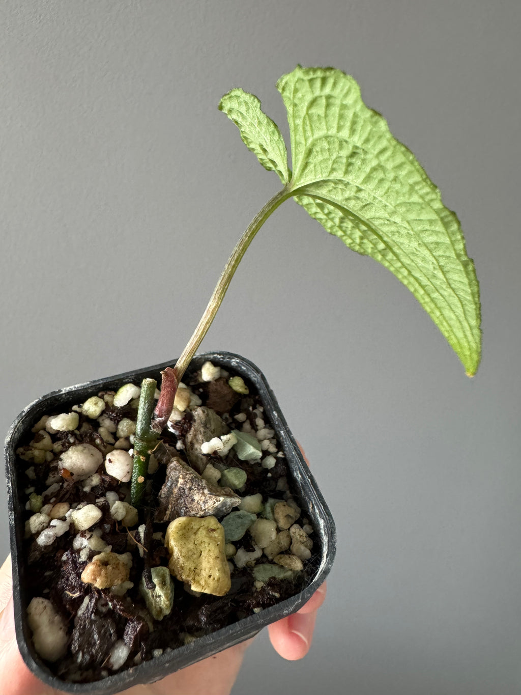 Anthurium clidemioides