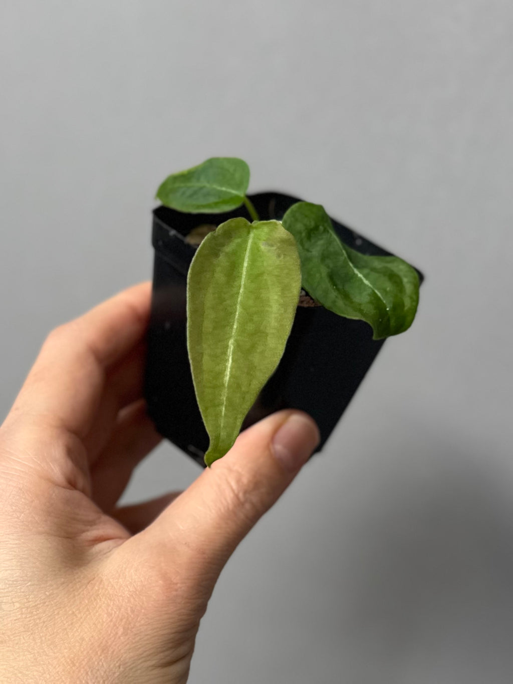 Anthurium forgetii long form