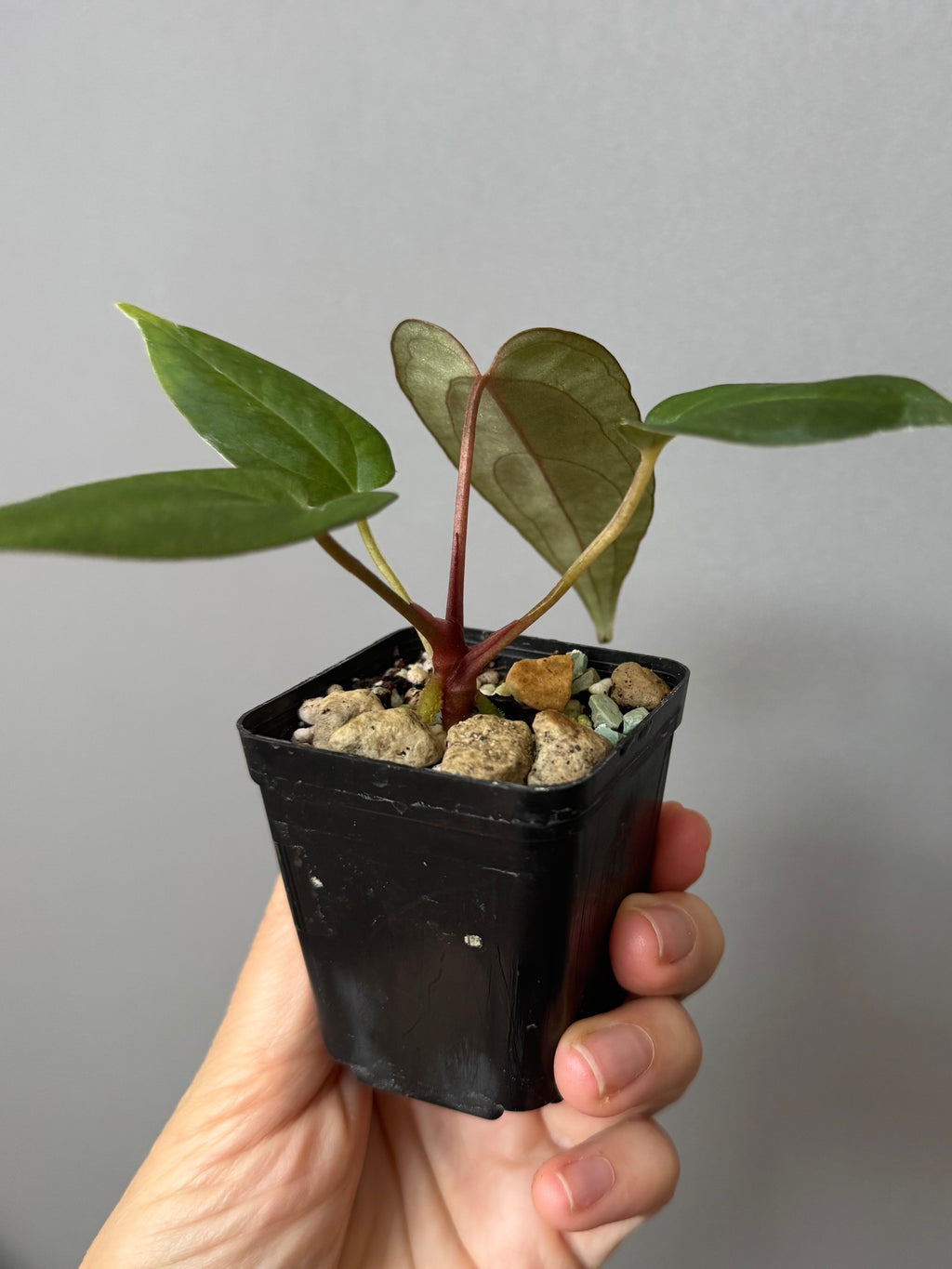 Anthurium (MagCrystal x NoID) x Papillilaminum