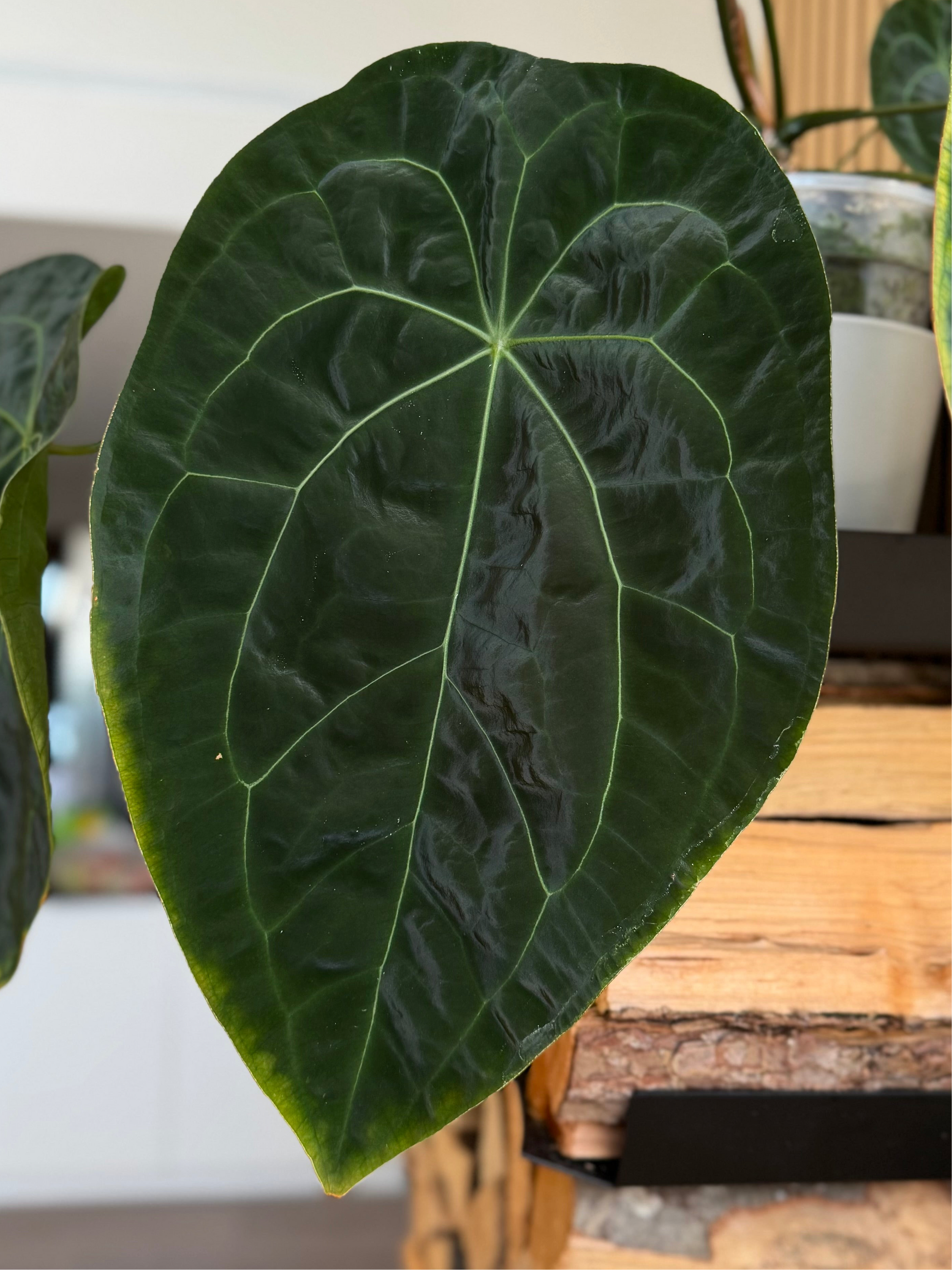 Anthurium (AOS x forgetii) x (NSE Red Crystallinum x carlablackiae)- germinated seeds