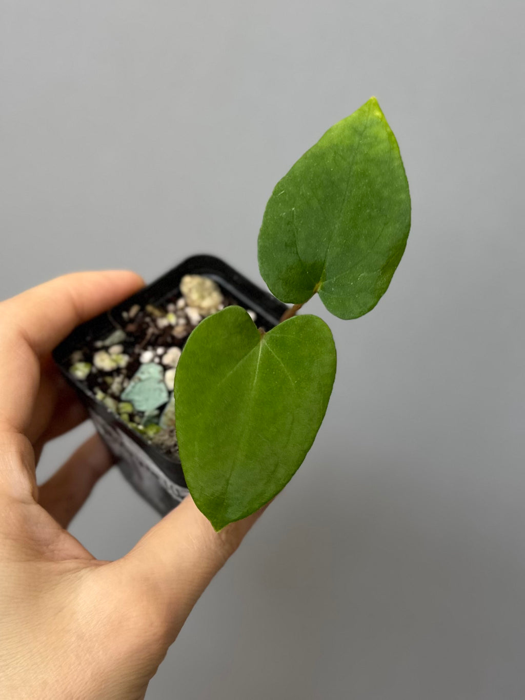 Anthurium Midnight Velvet x (papillilaminum long x long bullate)