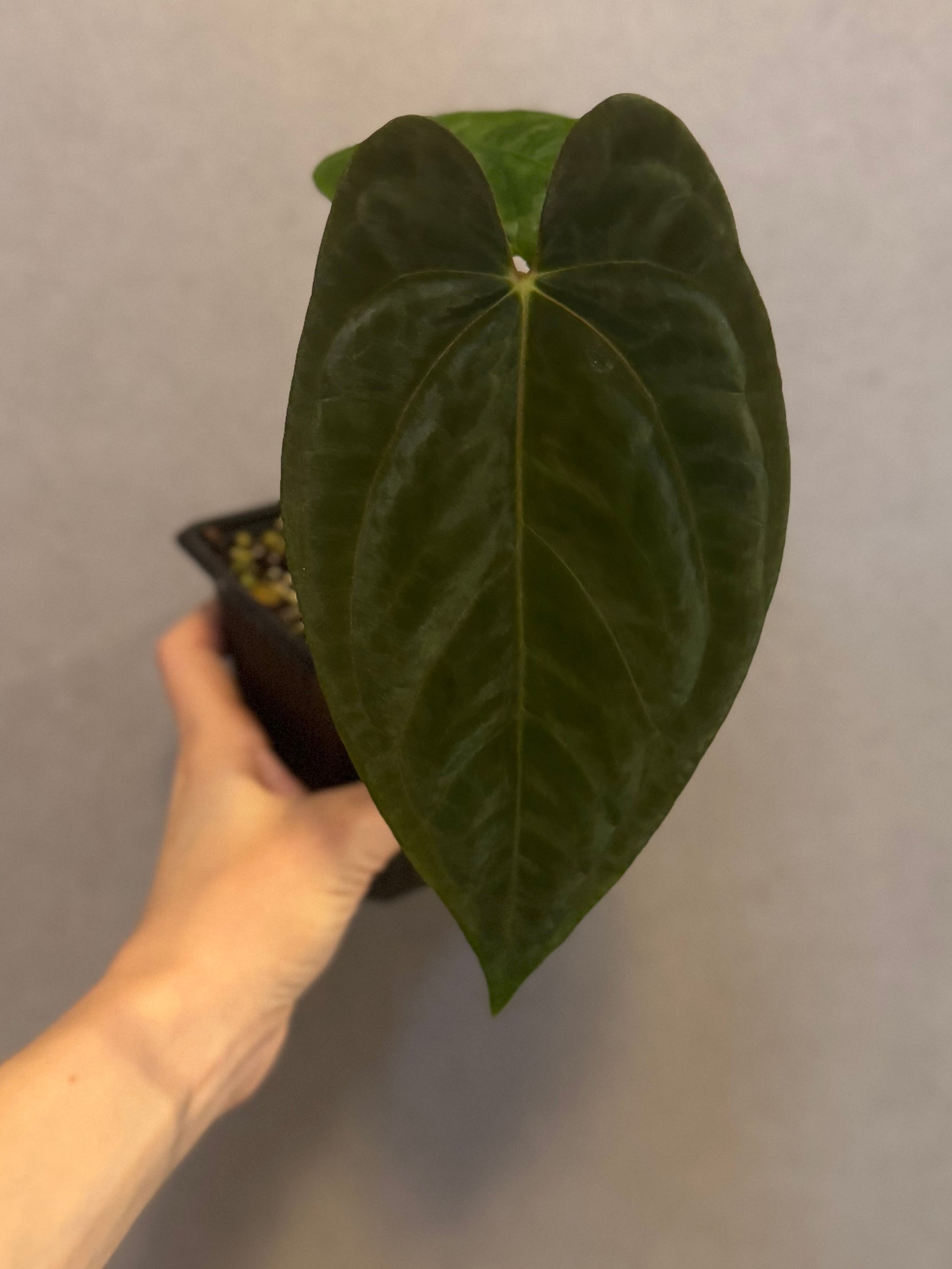 Anthurium Dark Phoenix xself