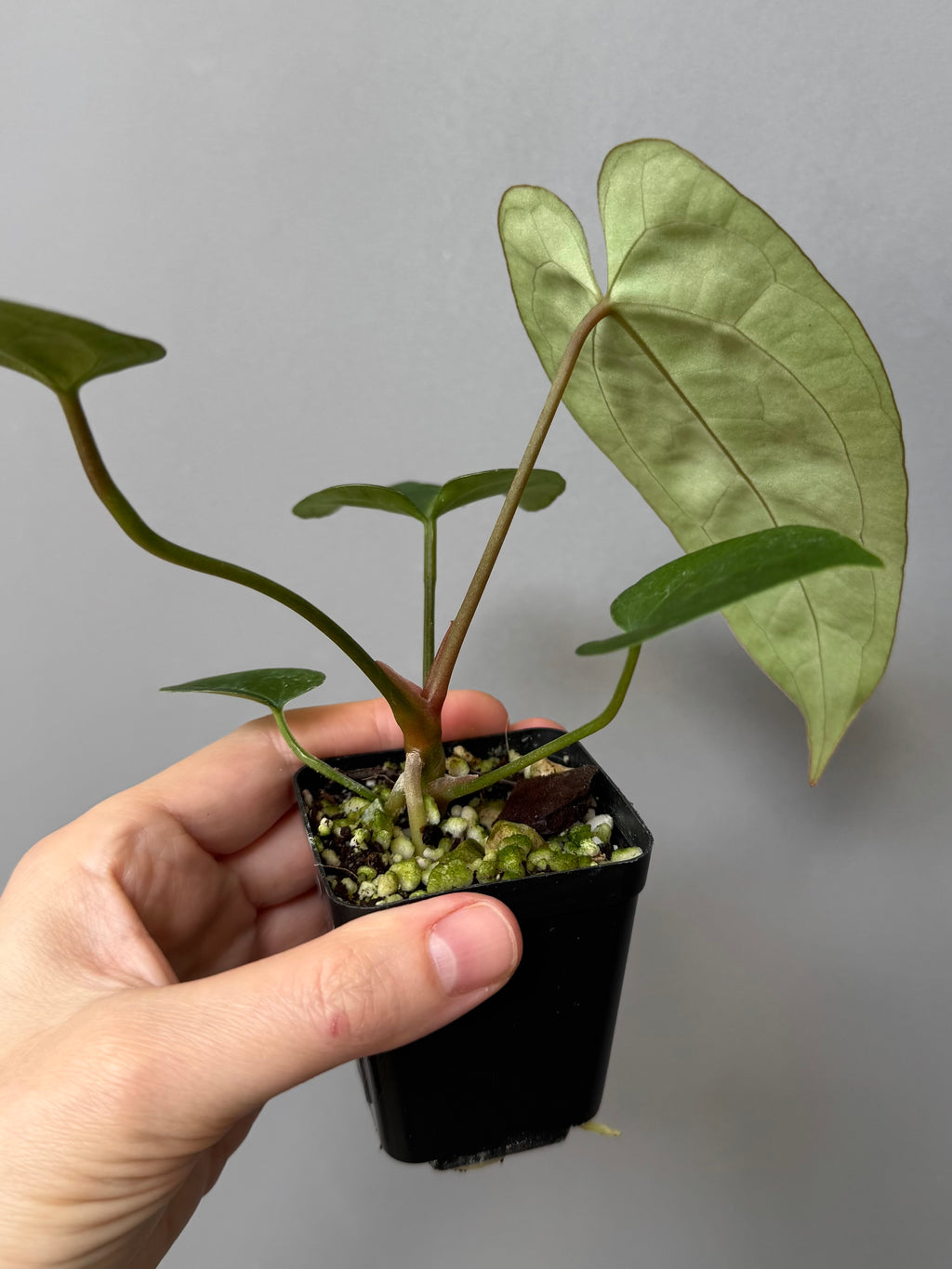 Anthurium (AOS x forgetii) x (NSE Red Crystallinum x Carlablackiae)
