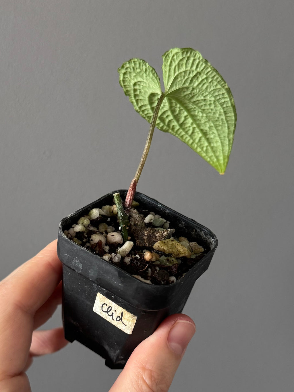 Anthurium clidemioides