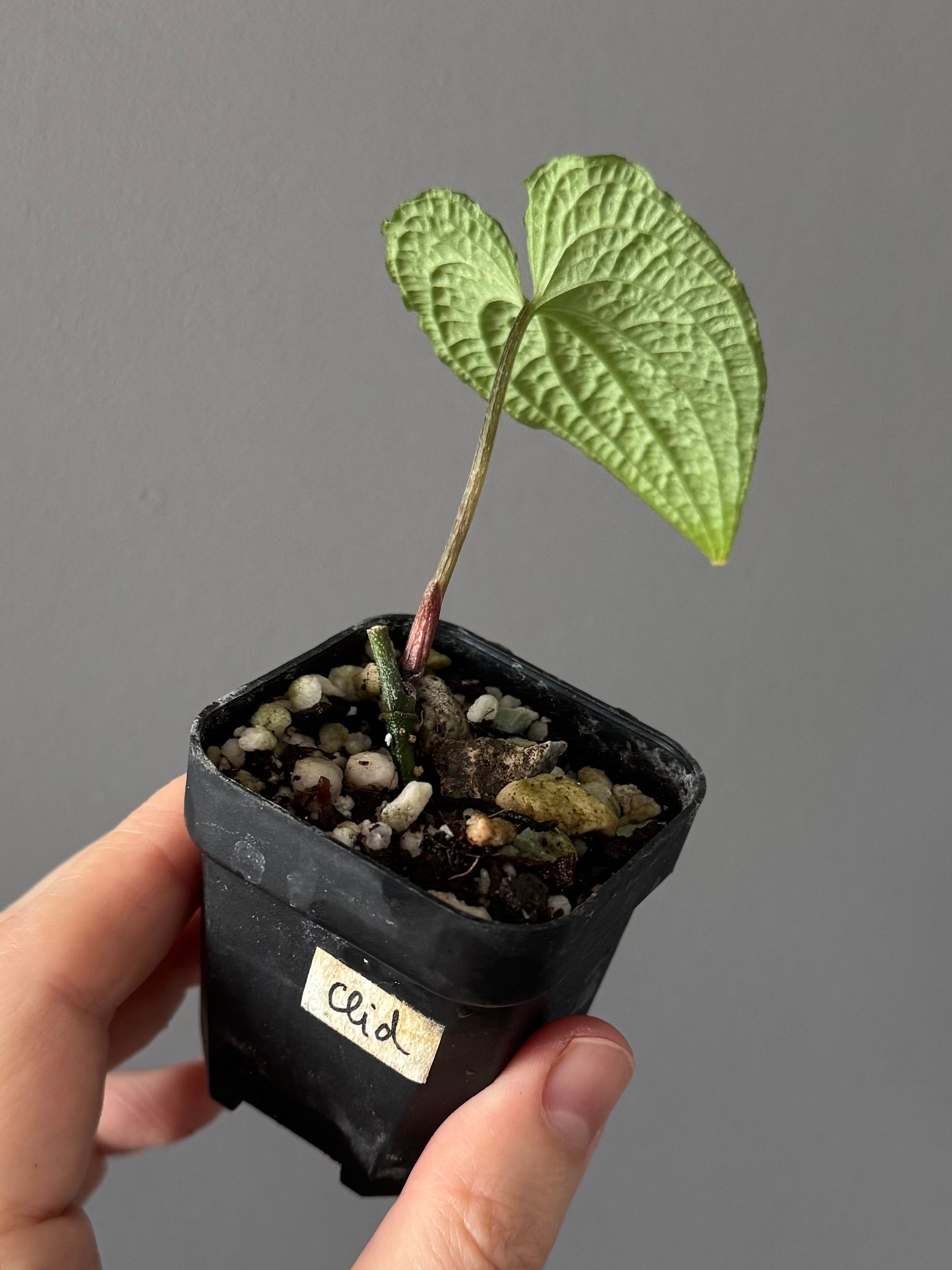 Anthurium clidemioides