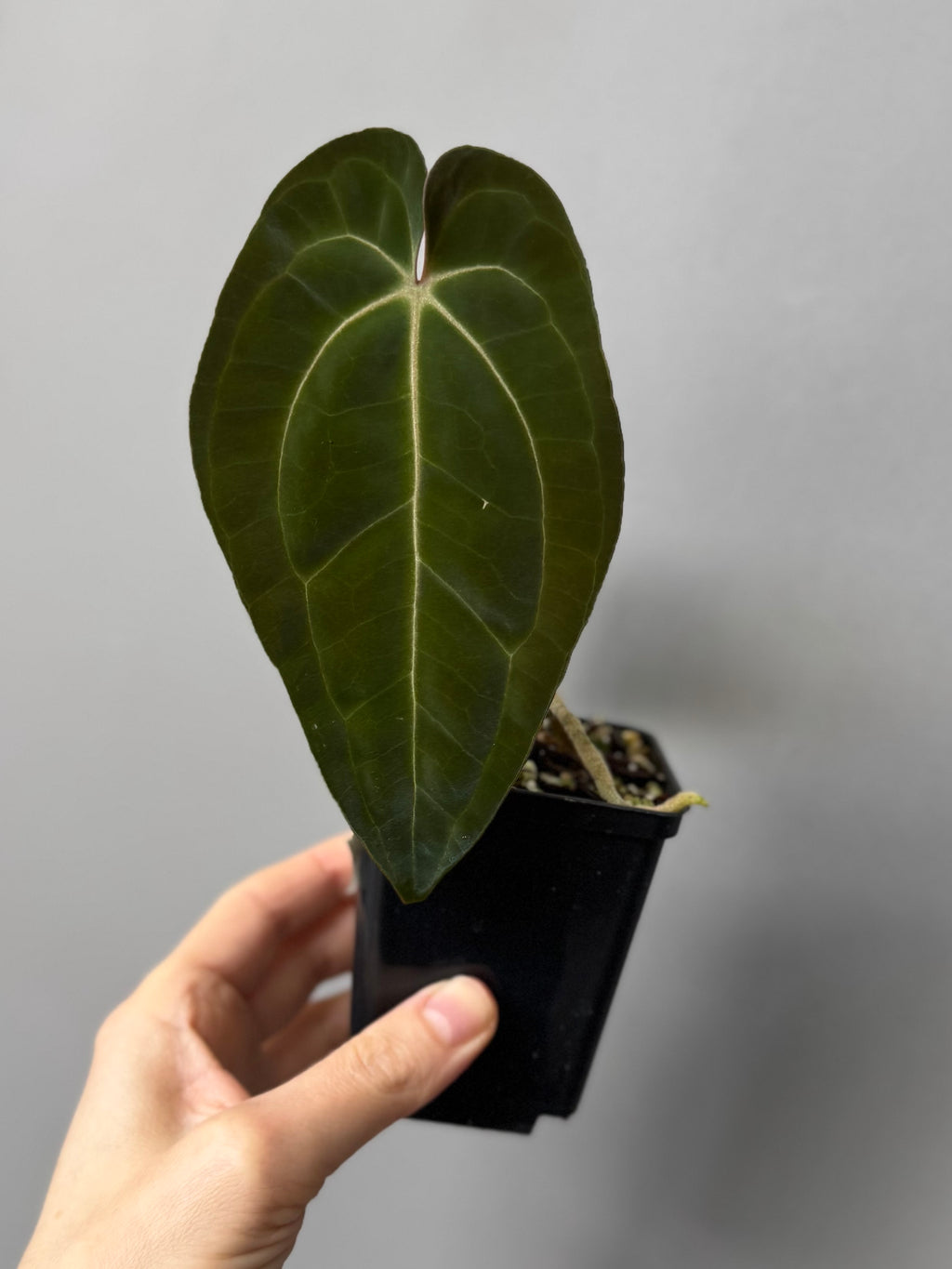 Anthurium papillilaminum x besseae aff.
