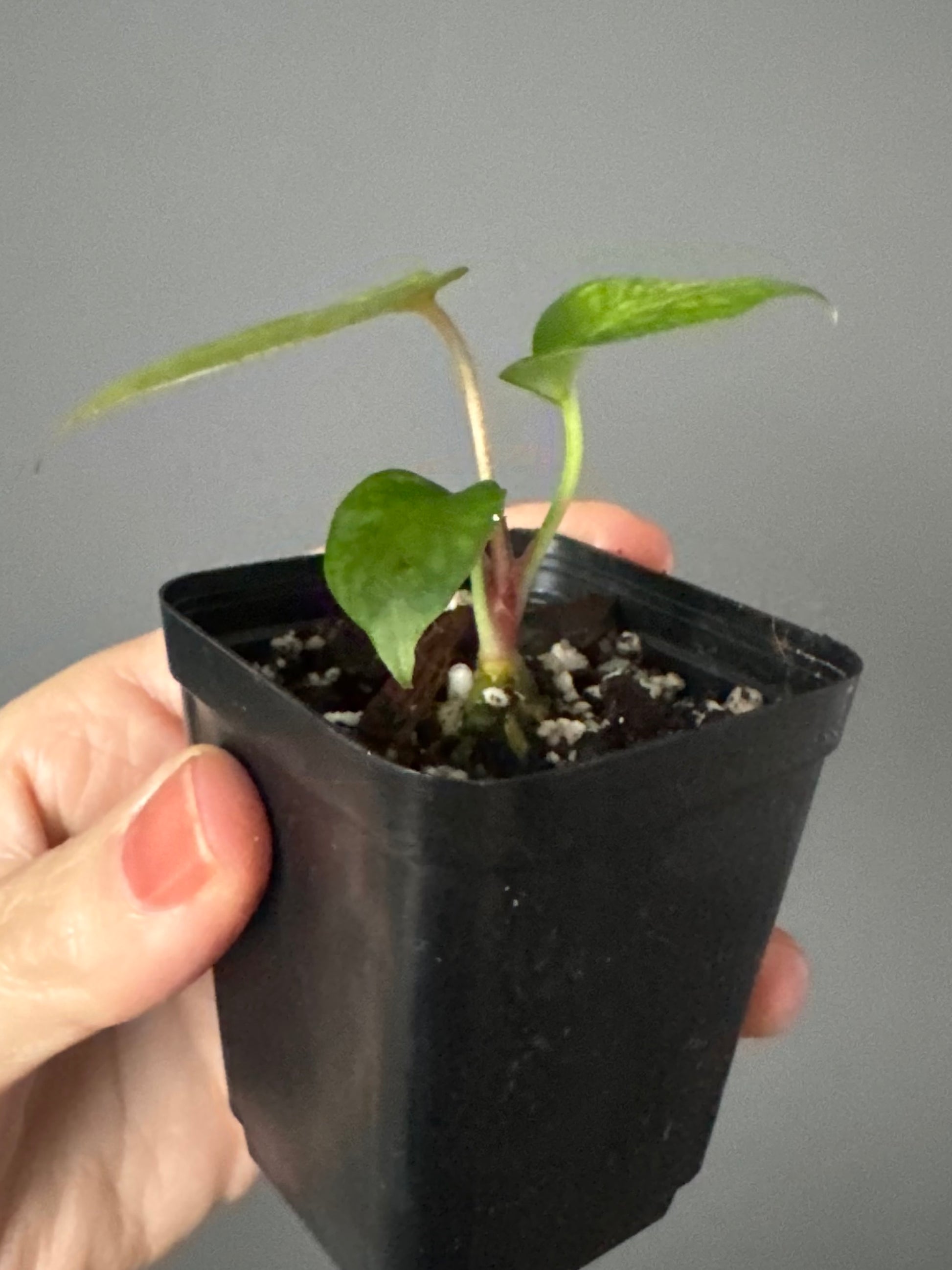 Anthurium papillilaminum x Darkest Panama (#3)