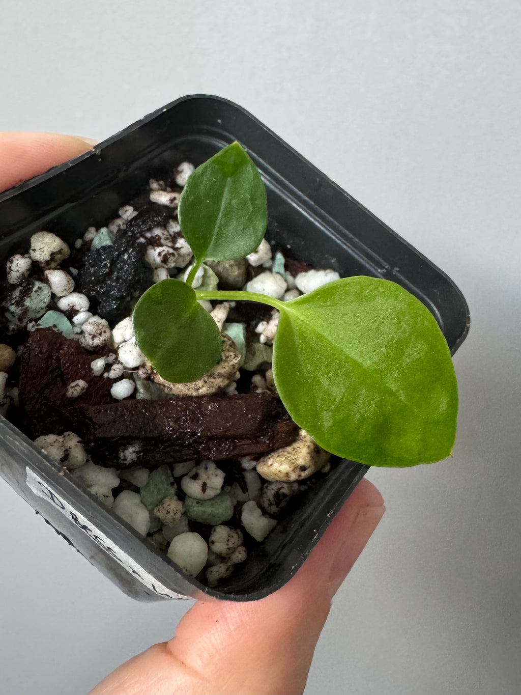 (Papillilaminum Daniel x Besseae aff.) X warocqueanum