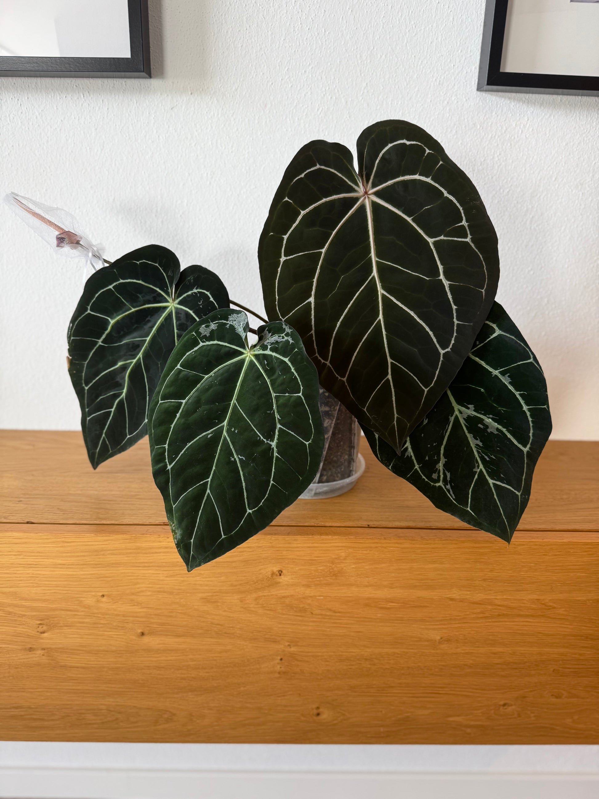 (NSE Red Crystallinum x Carlablackiae) x  RVDP Clone - gekeimte Samen