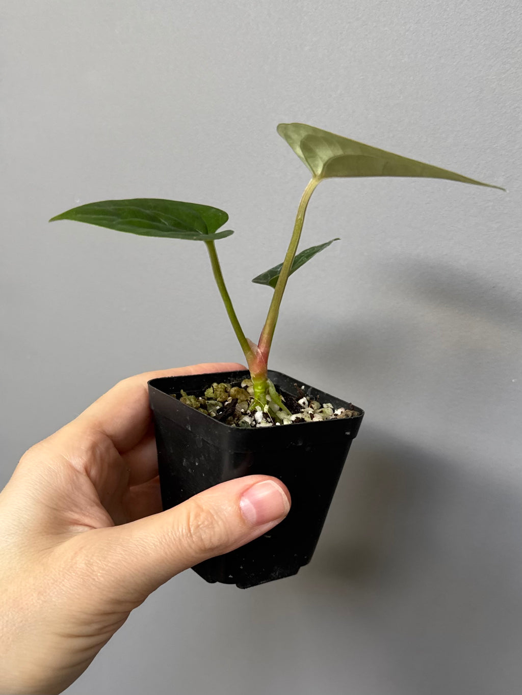 Anthurium (papillilaminum Hybrid x (KOS x Silver Blush)) X luxurians