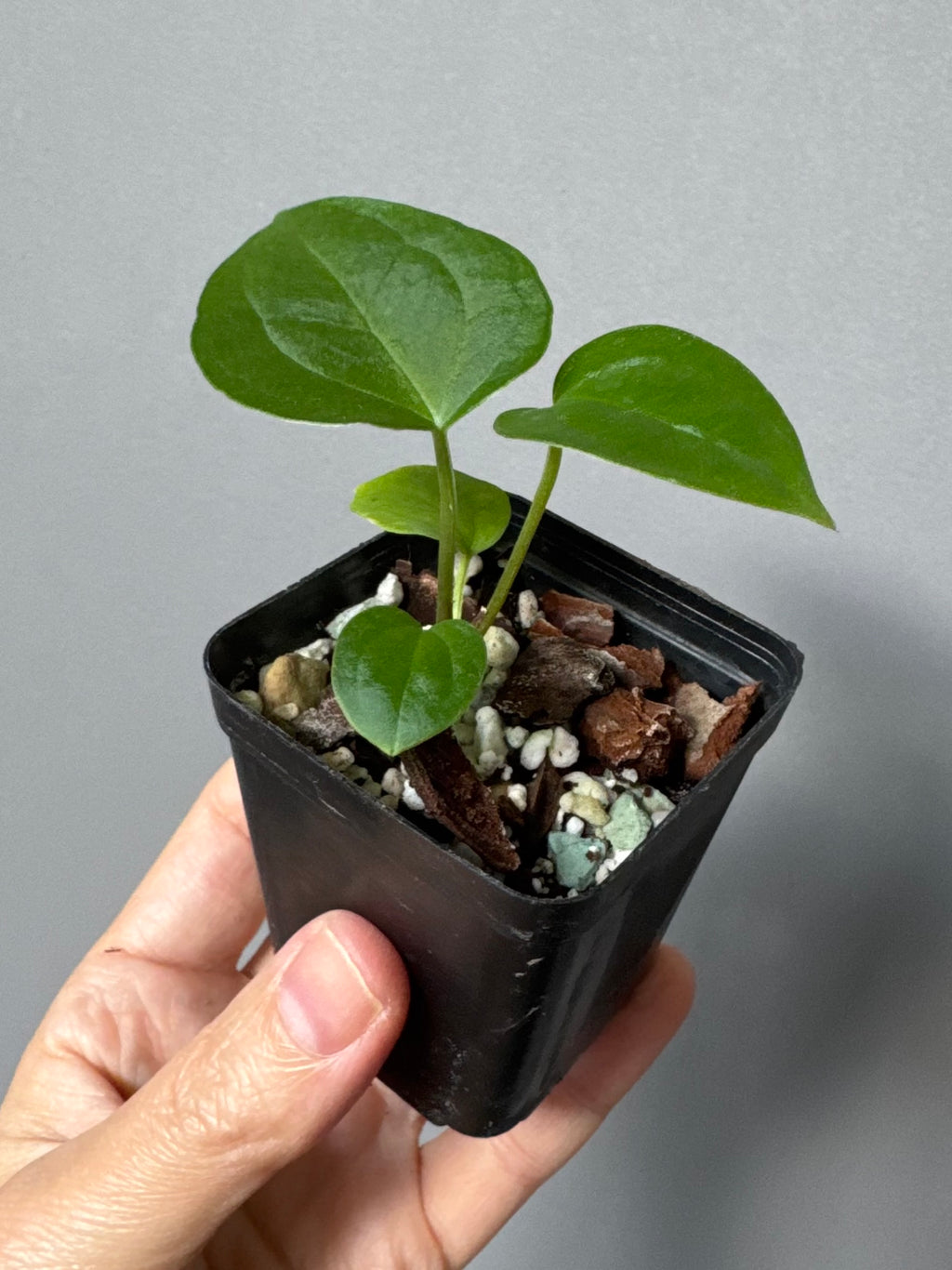 Anthurium magnificum x BVEP OG1 (#4)