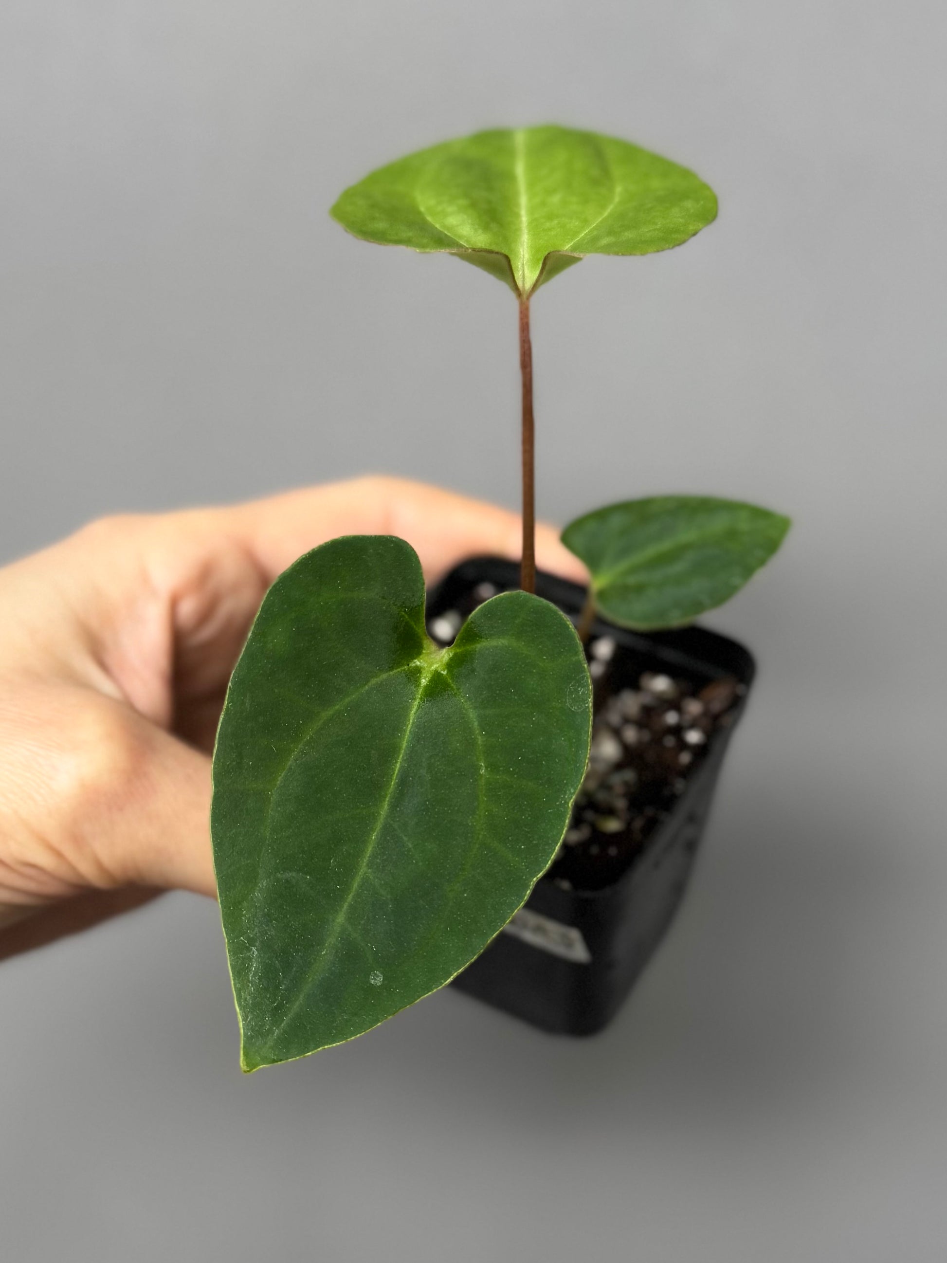 Anthurium Black Besseae aff. x BVEP (Chahrazade)