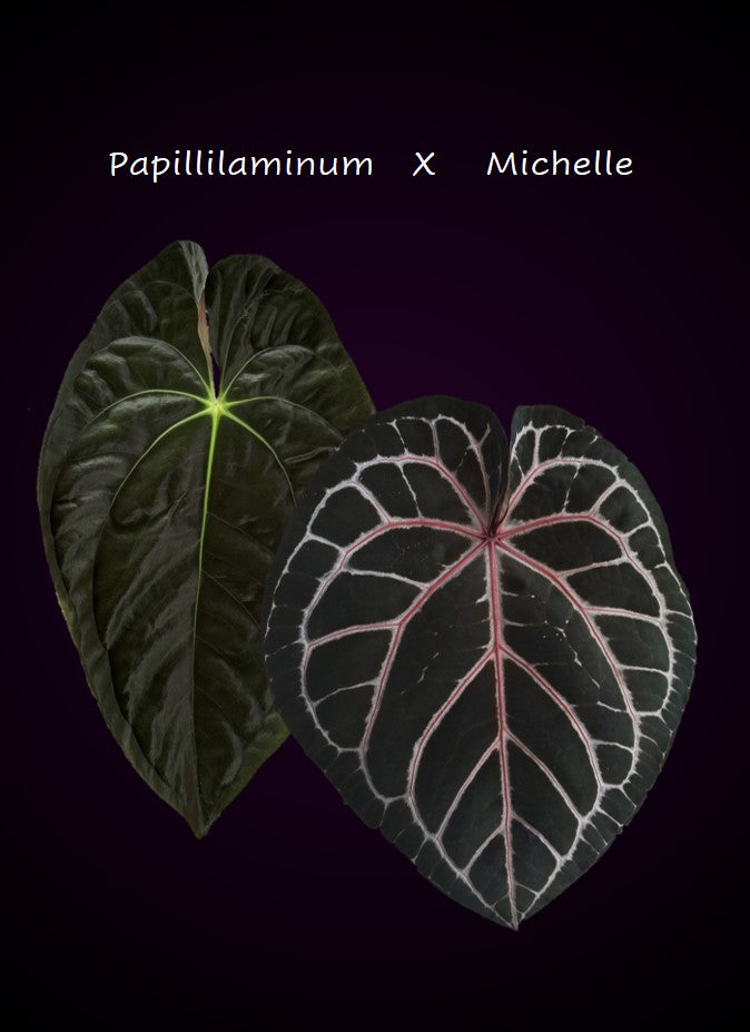 Anthurium papillilaminum x M - plant B