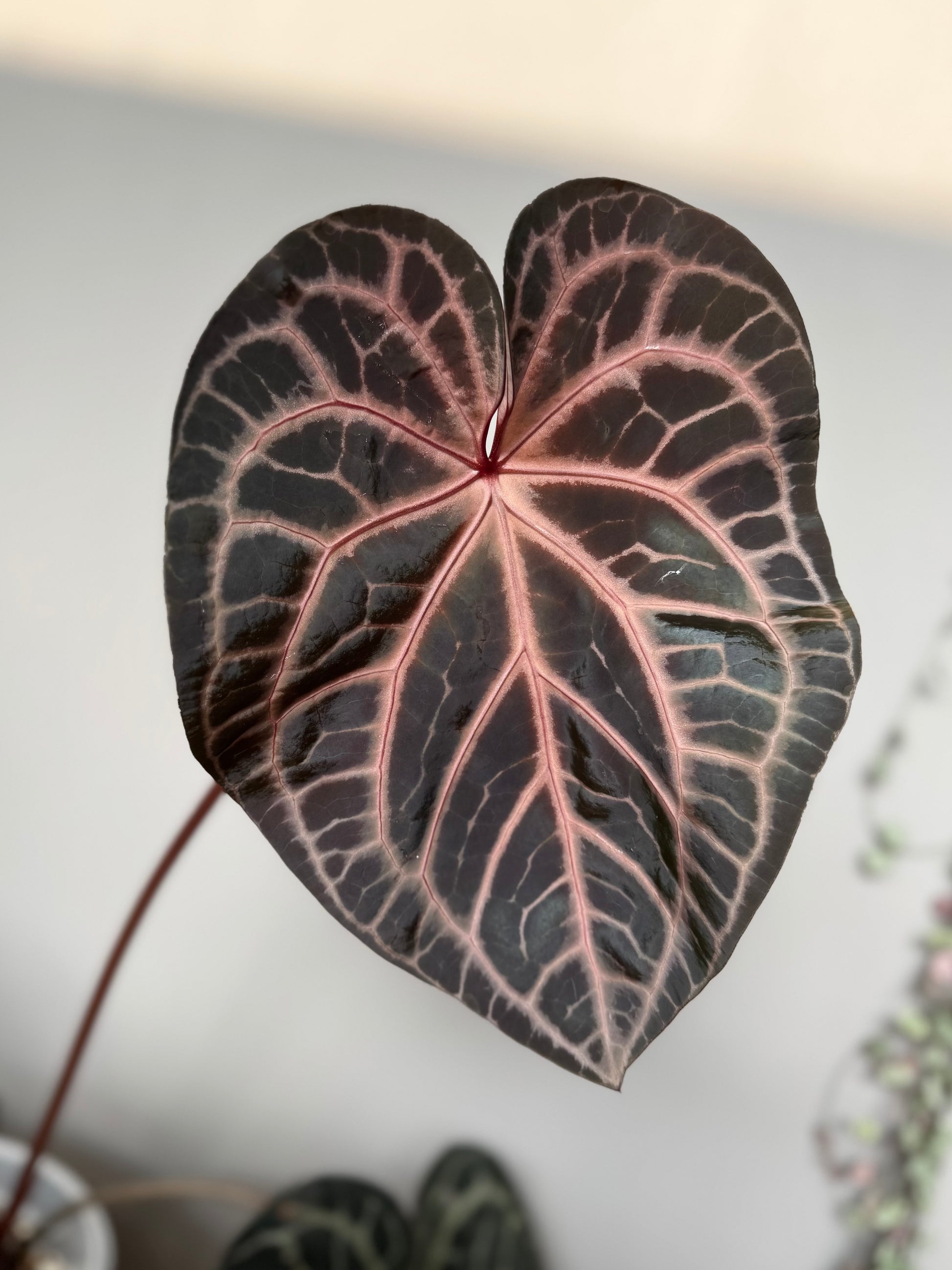 *Birthday SPECIAL* 2x Anthurium (Crystal Select Color x M) x (BVEP RF1xDark Star)