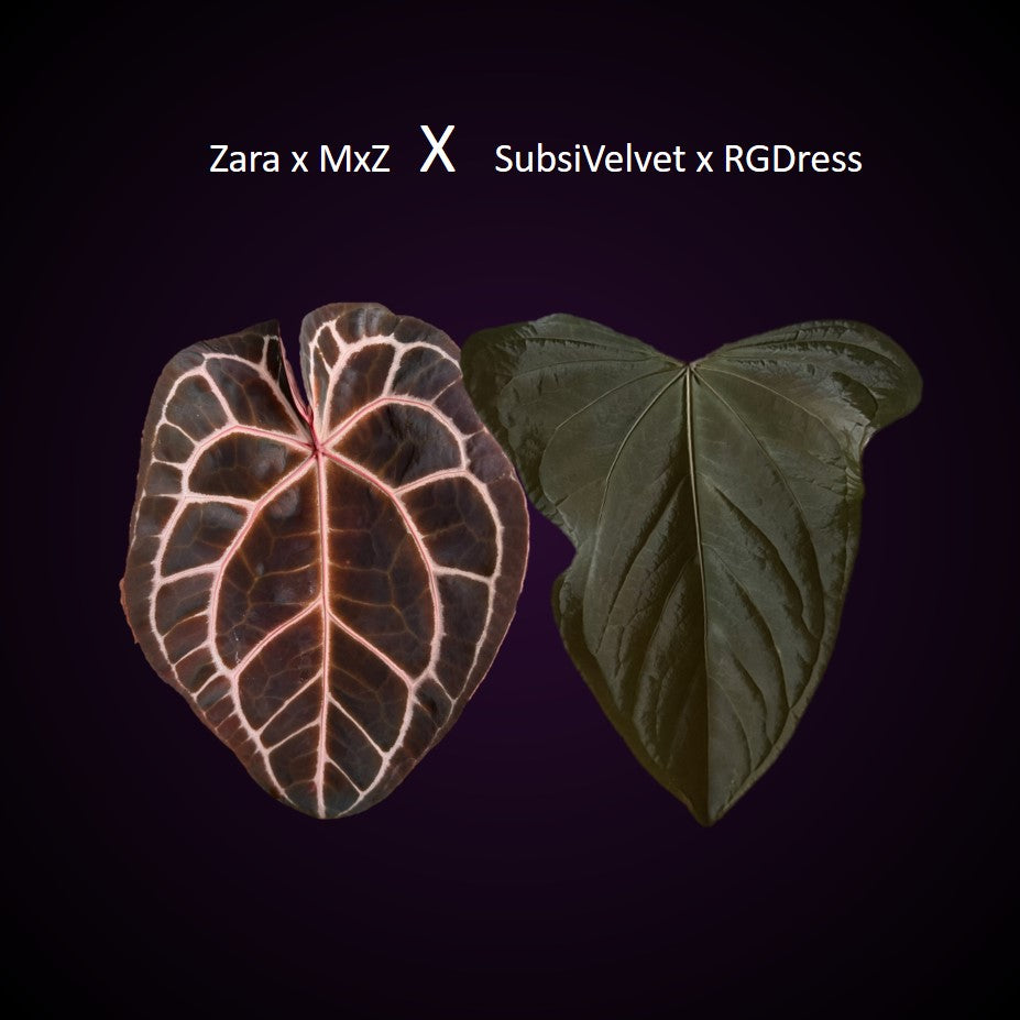 **NEW** Anthurium (Zara x MxZ) x (Subsignatum Velvet x RG dressleri) - germinated seeds 
