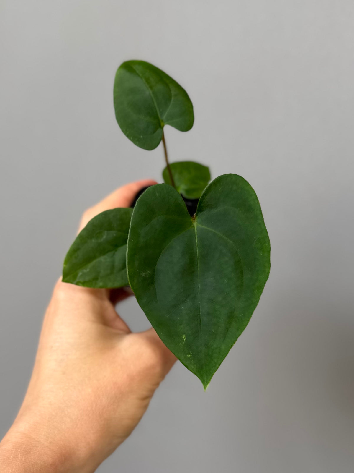 Anthurium Papillilaminum x FSxRVDP