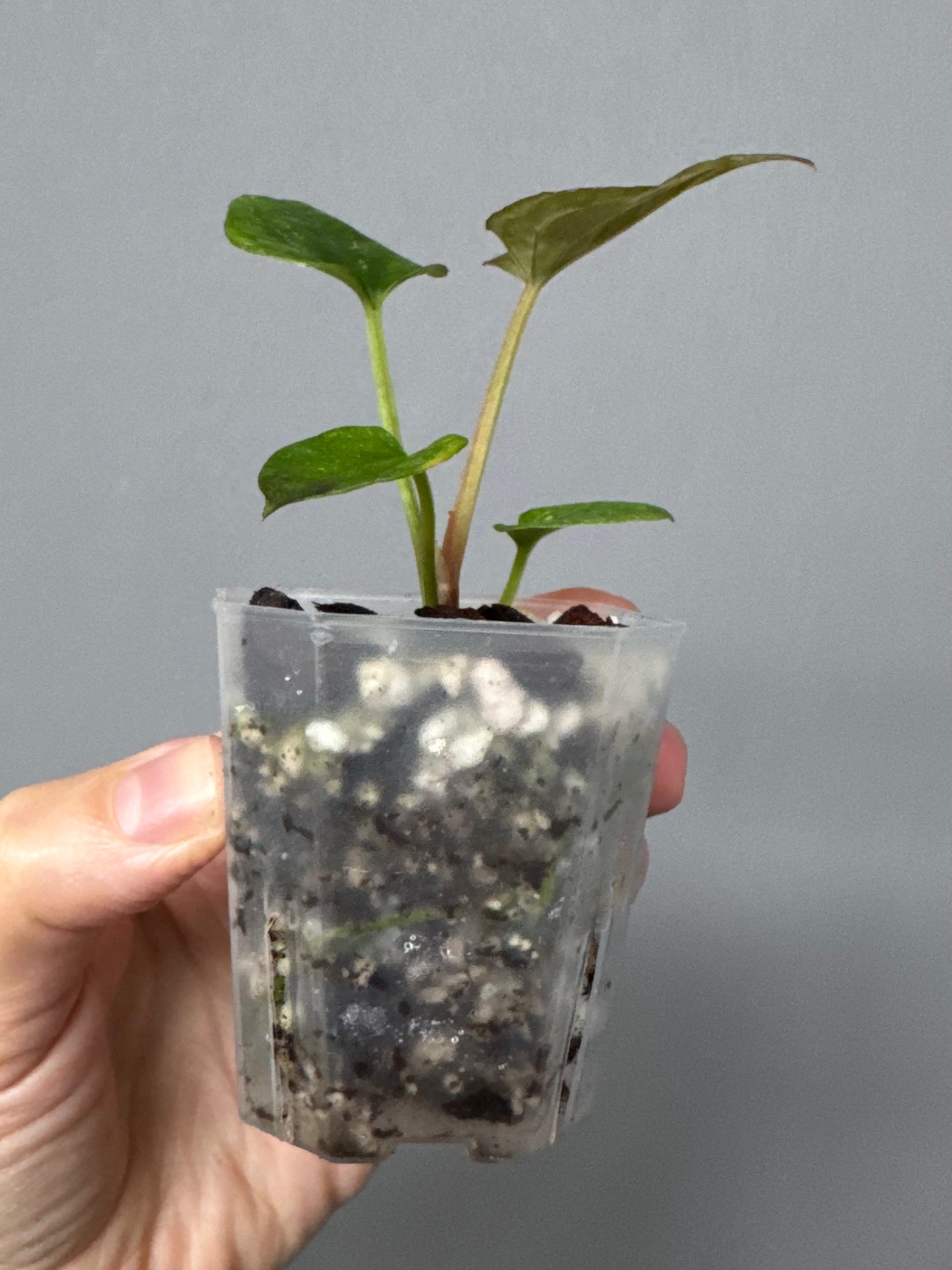 Anthurium Dressleri RG F2 x black (Grant)
