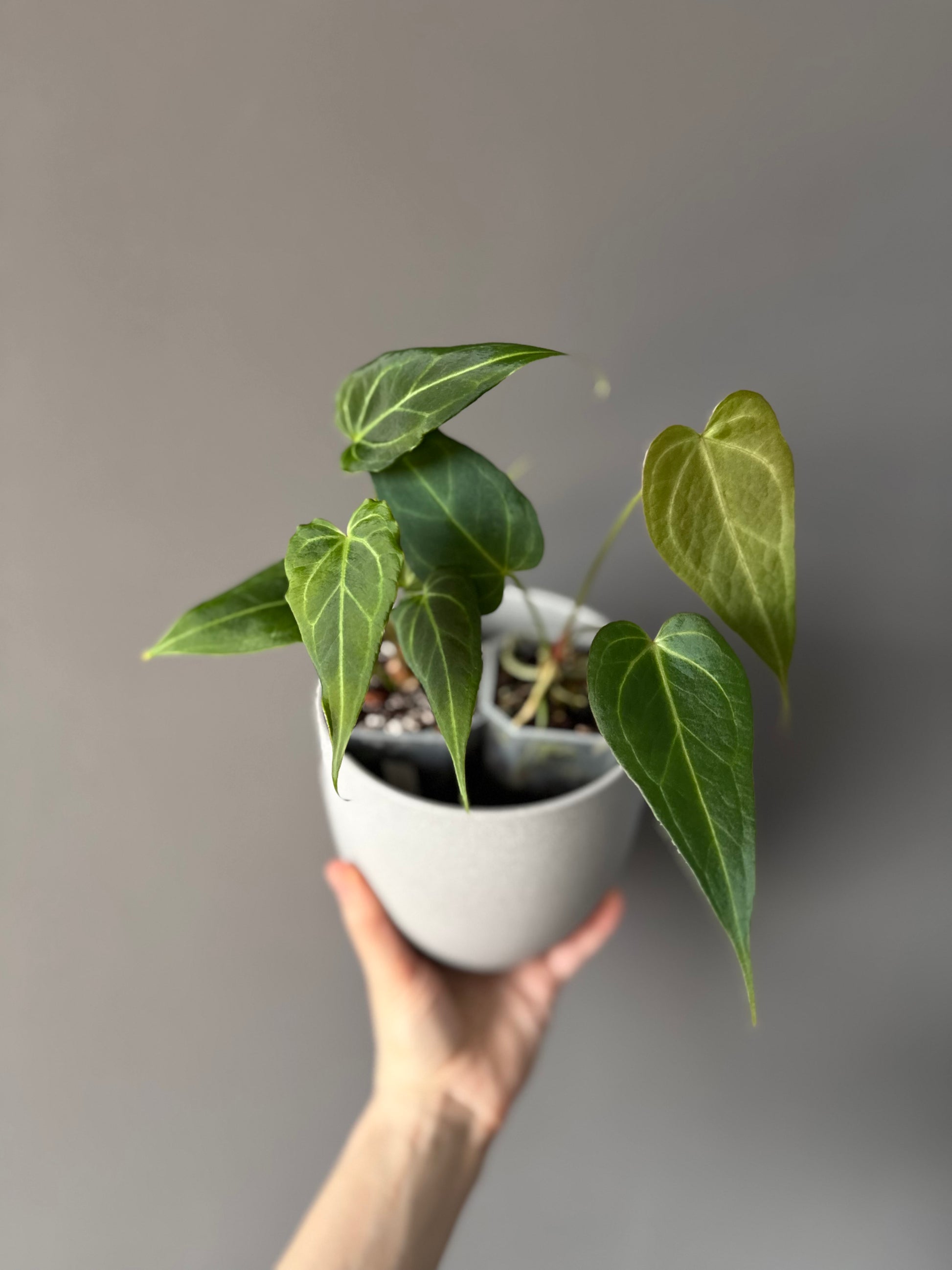 Anthurium (MagCrystalxNoID) x Delta Force