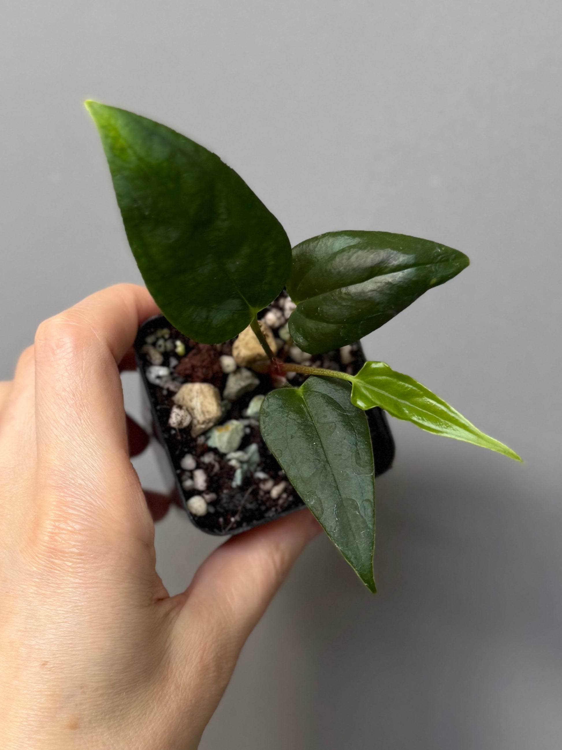 Anthurium (Subsignatum x Pap Marie) x (portillae Dorito x RLFS) (#2)