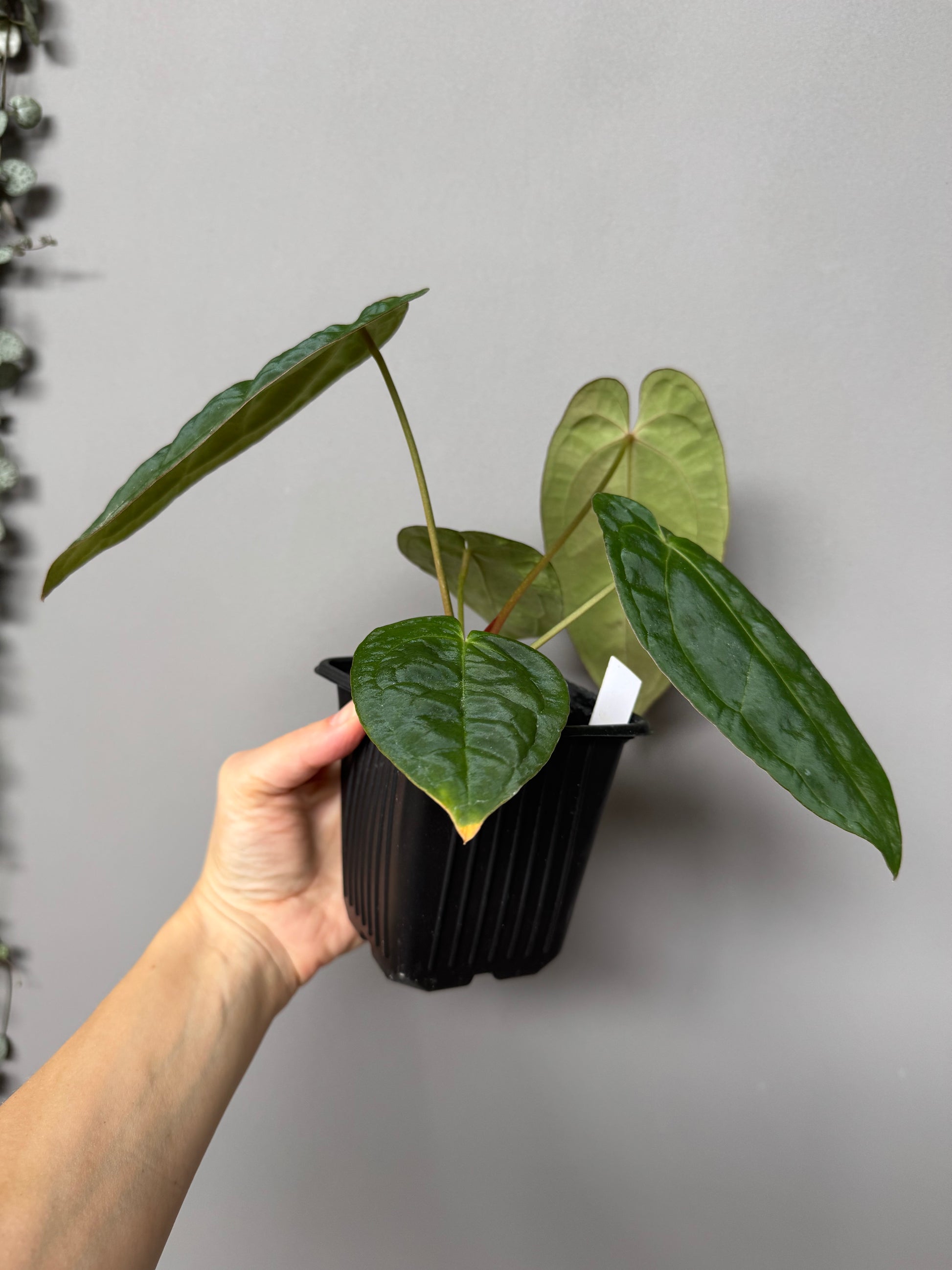 Anthurium papillilaminum x M - plant B