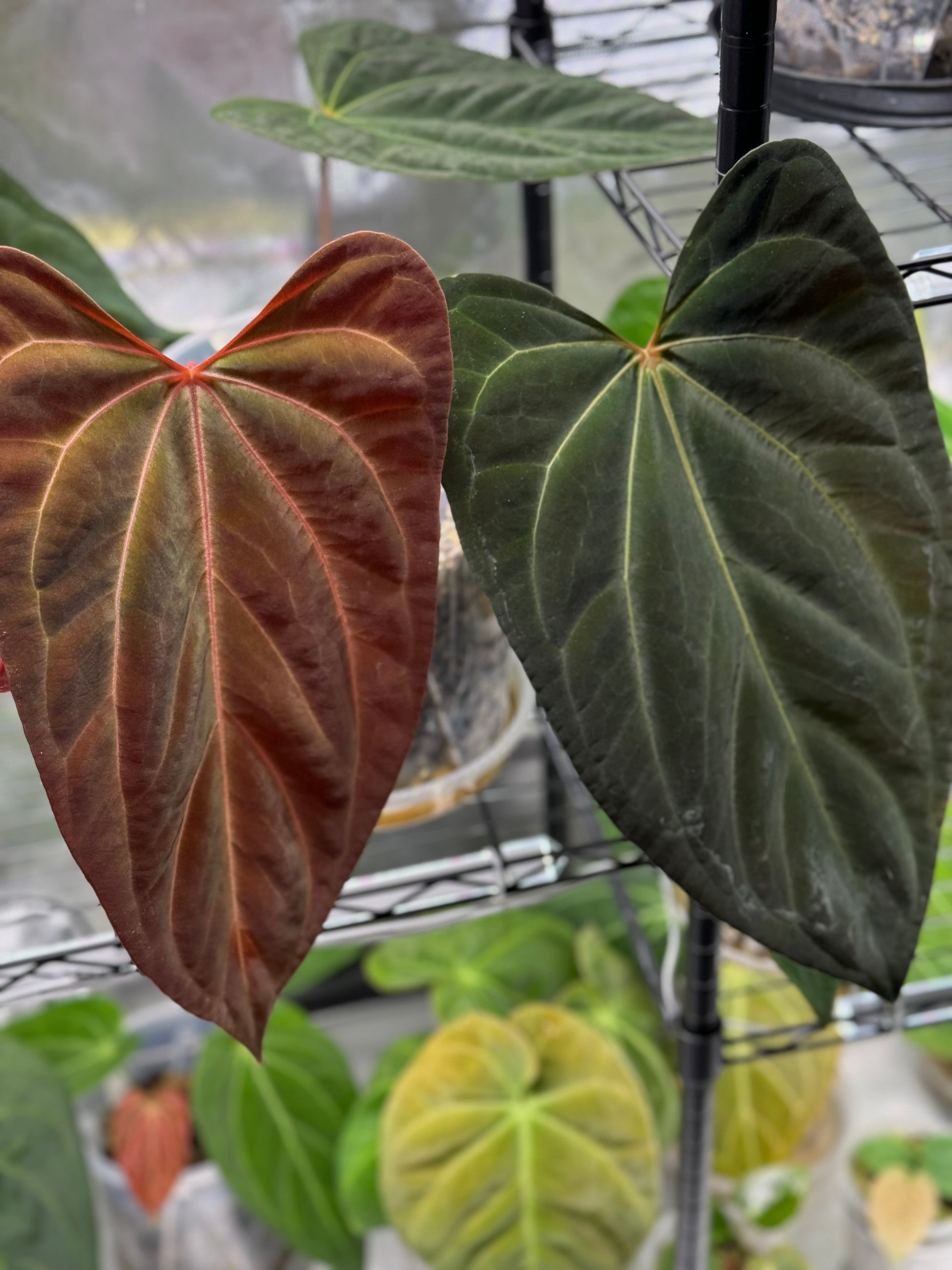 Anthurium papillilaminum,Daniel' x Besseae aff.