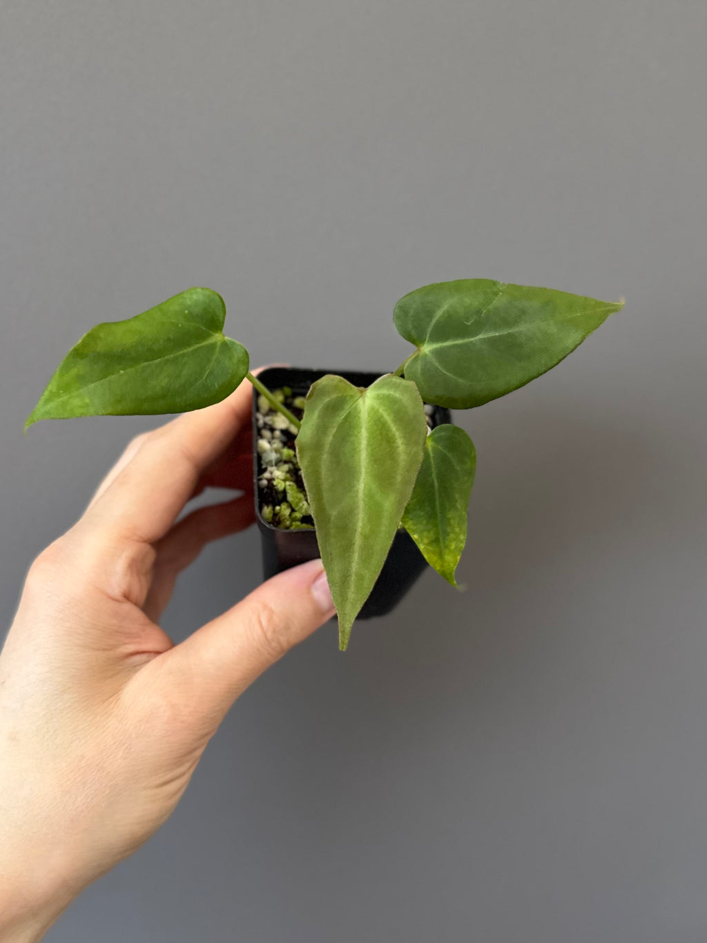Anthurium (MagCrystalxNoID) x Delta Force
