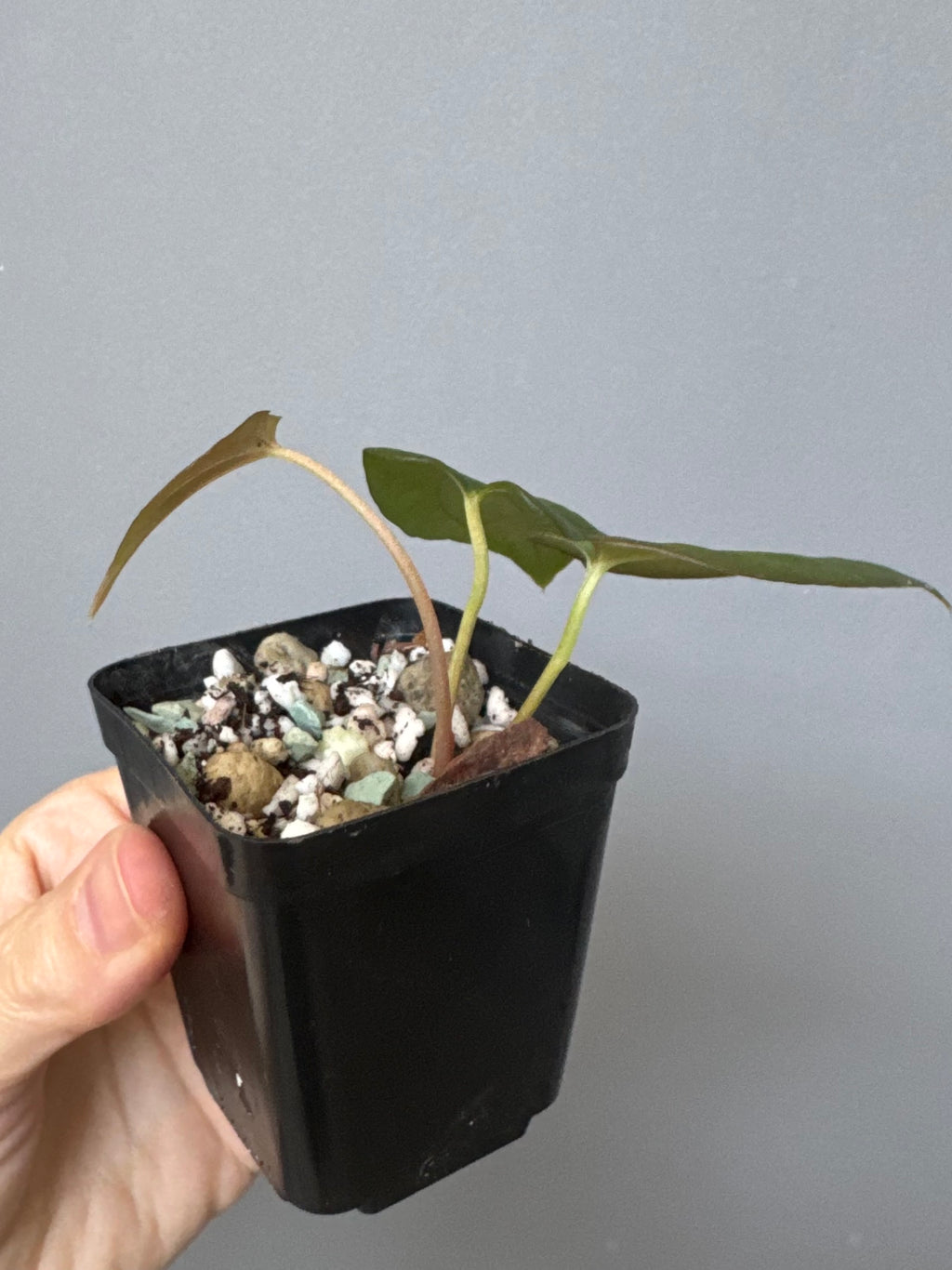 Anthurium Papillilaminum Fort Sherman x RG Dressleri (by thelonlysanctuary)