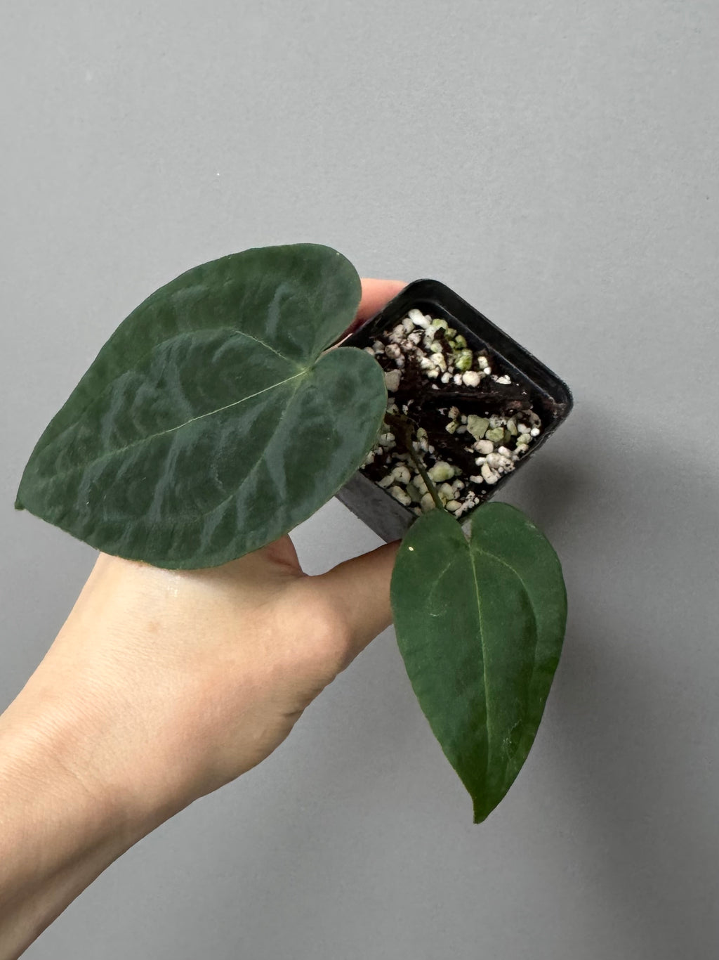 Anthurium AOS x forgetii dark