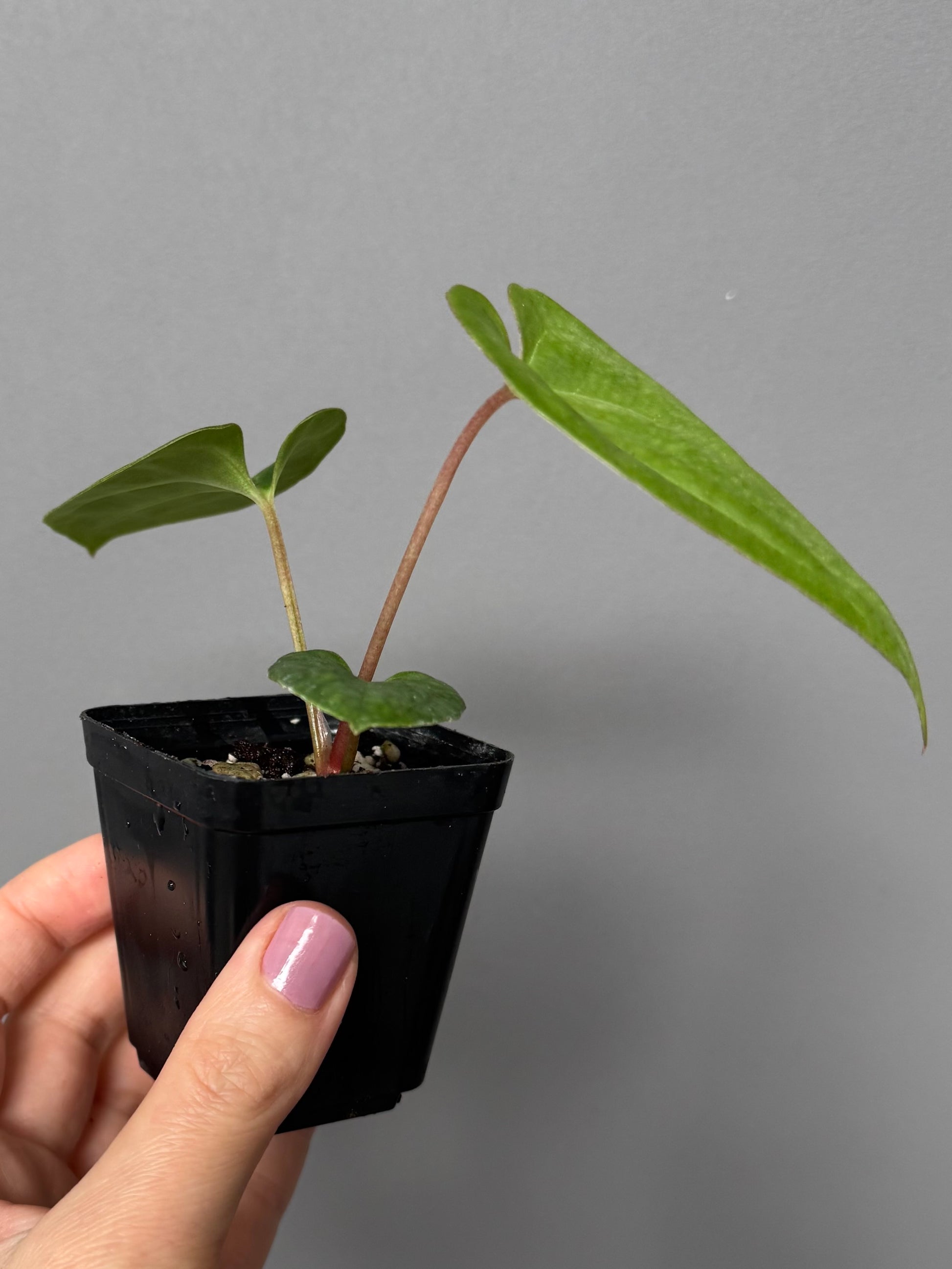 Anthurium Black Besseae aff. x BVEP (Chahrazade)