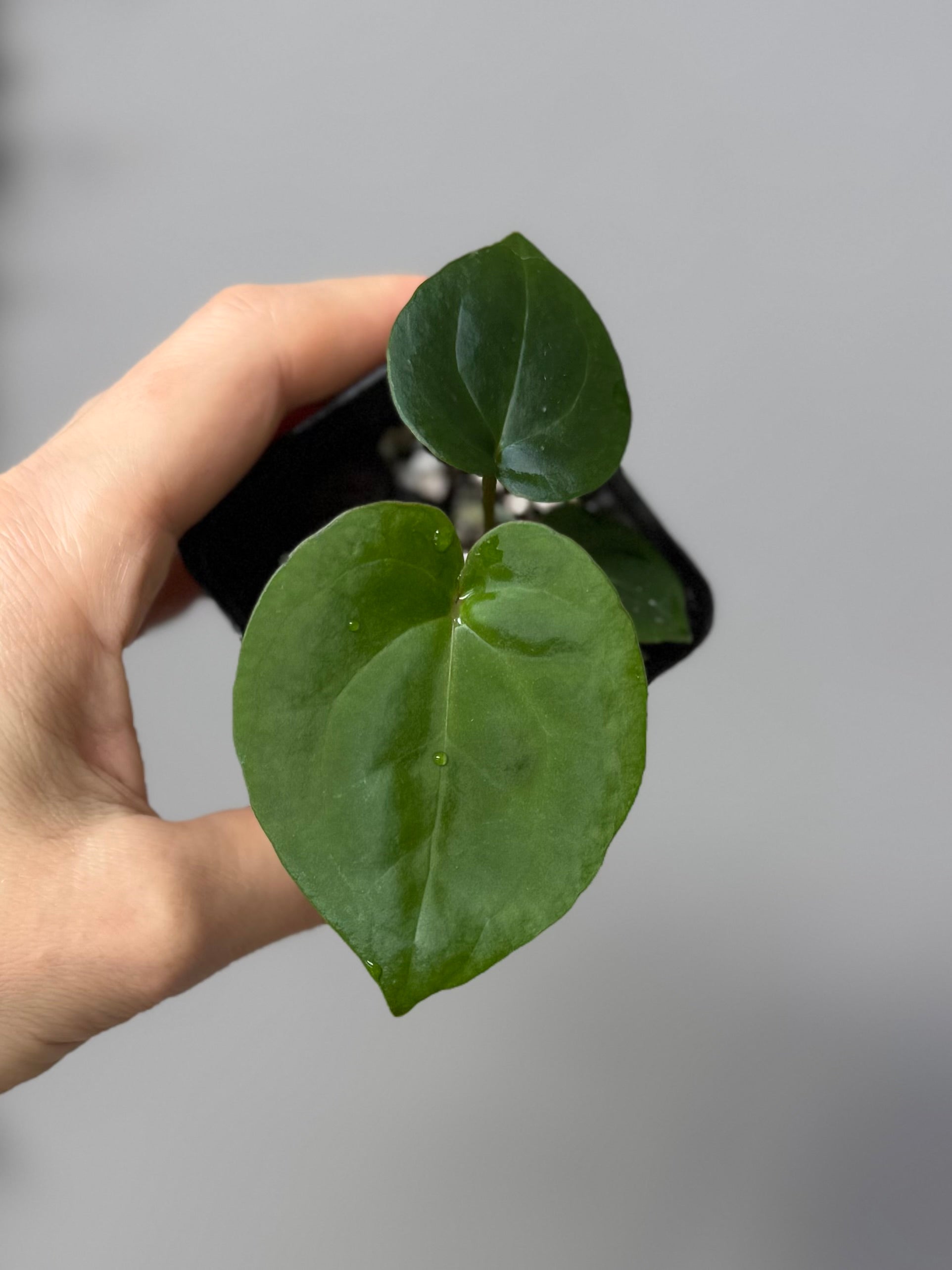 Anthurium (NSE Red Crystallinum x Carla) x RVDP