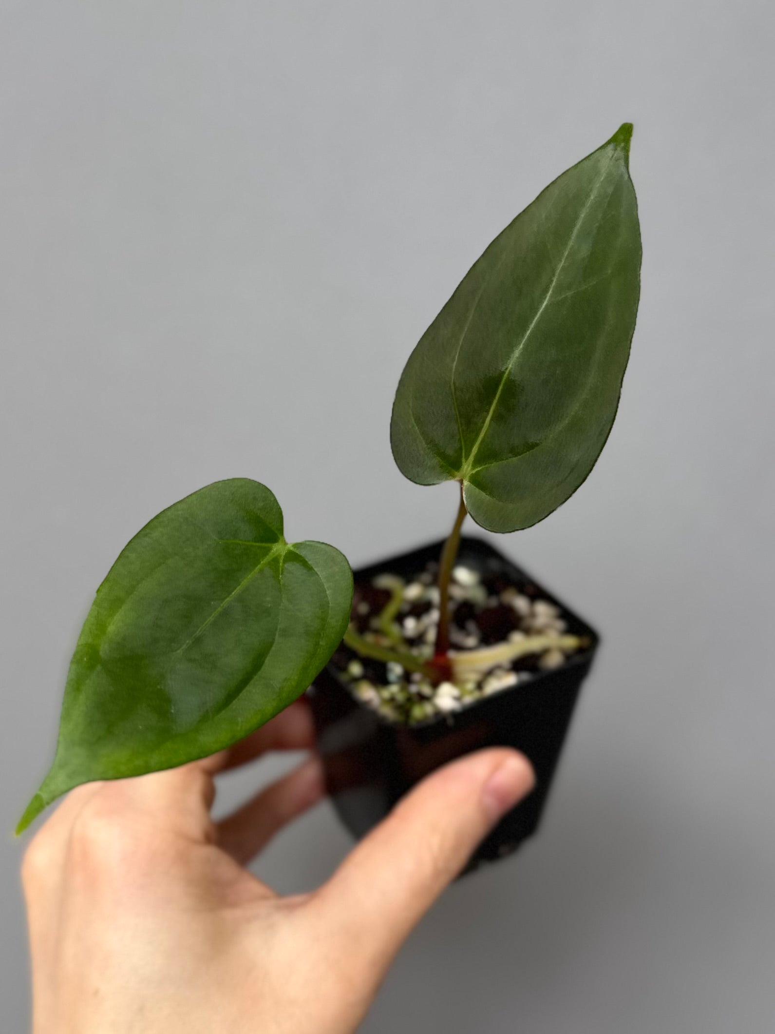 Anthurium PapillilaminumX x (KOS x Silver Blush)