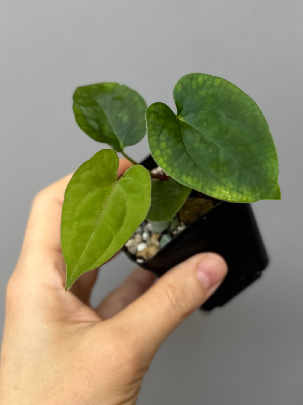 Anthurium Papillilaminum x FSxRVDP